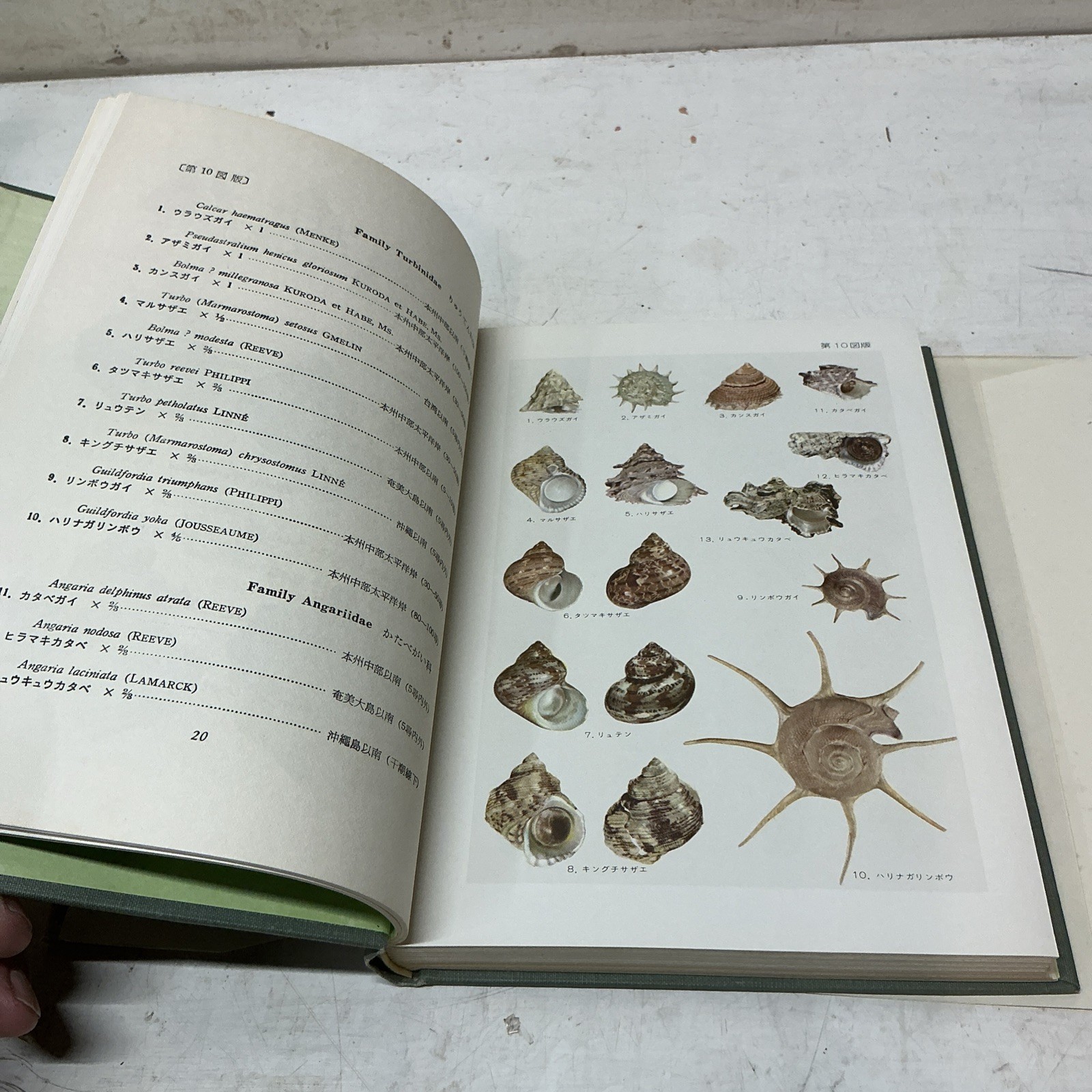 1955 Illustrated Color Guide To Japanese Shells With Slip Case/DJ In Japanese