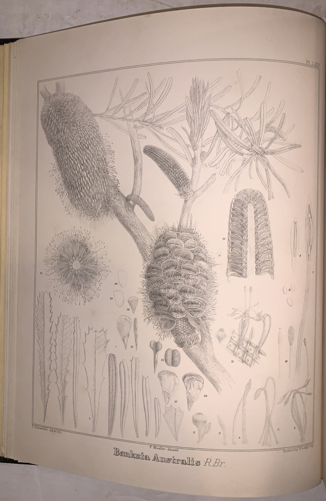 1 of 484, 1910, 1st, PLANTS INDIGENOUS TO VICTORIA, EWART, WITH BOTANICAL PLATES