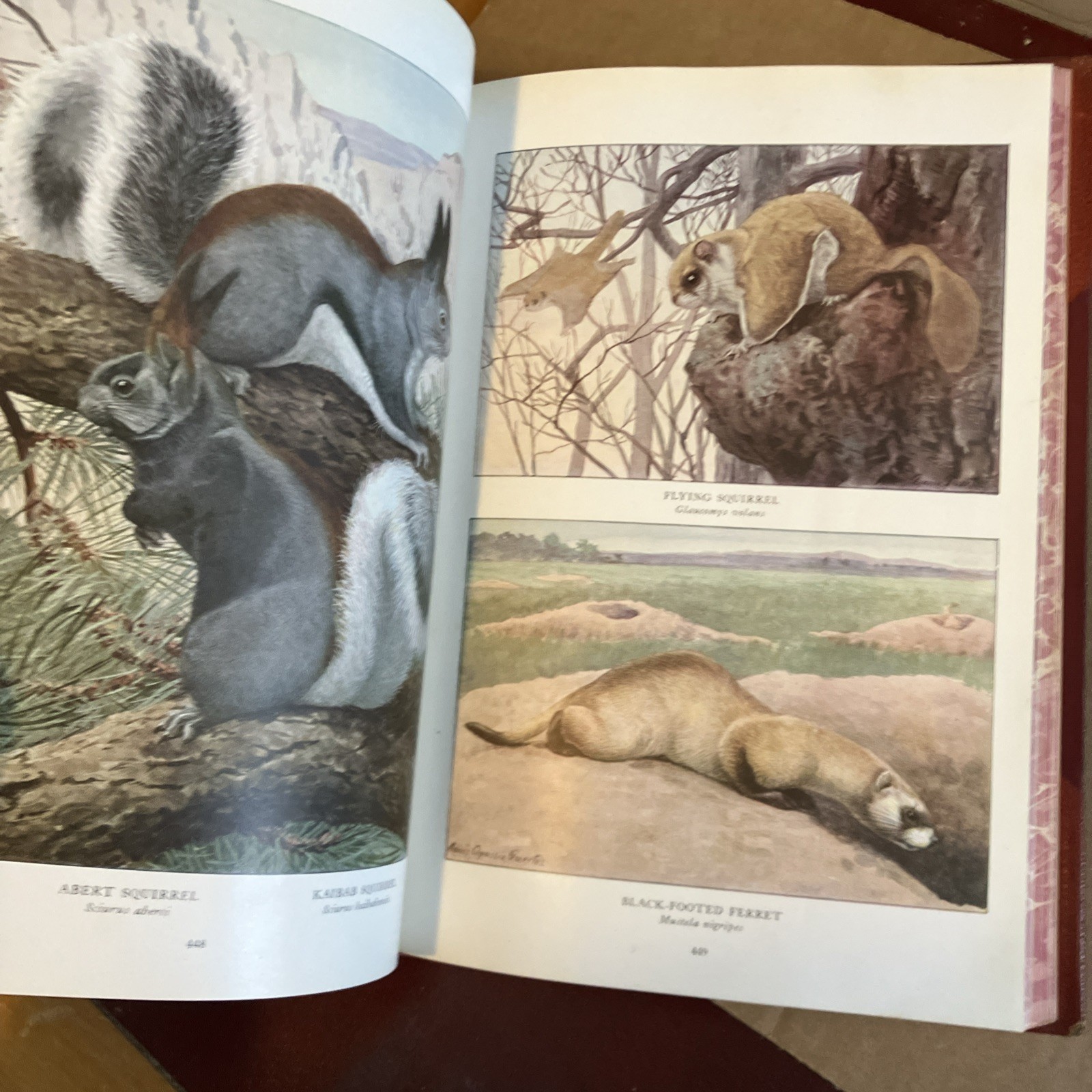 Rebound to Fine Binding National Geographic 1916, 1918 Mammals North America