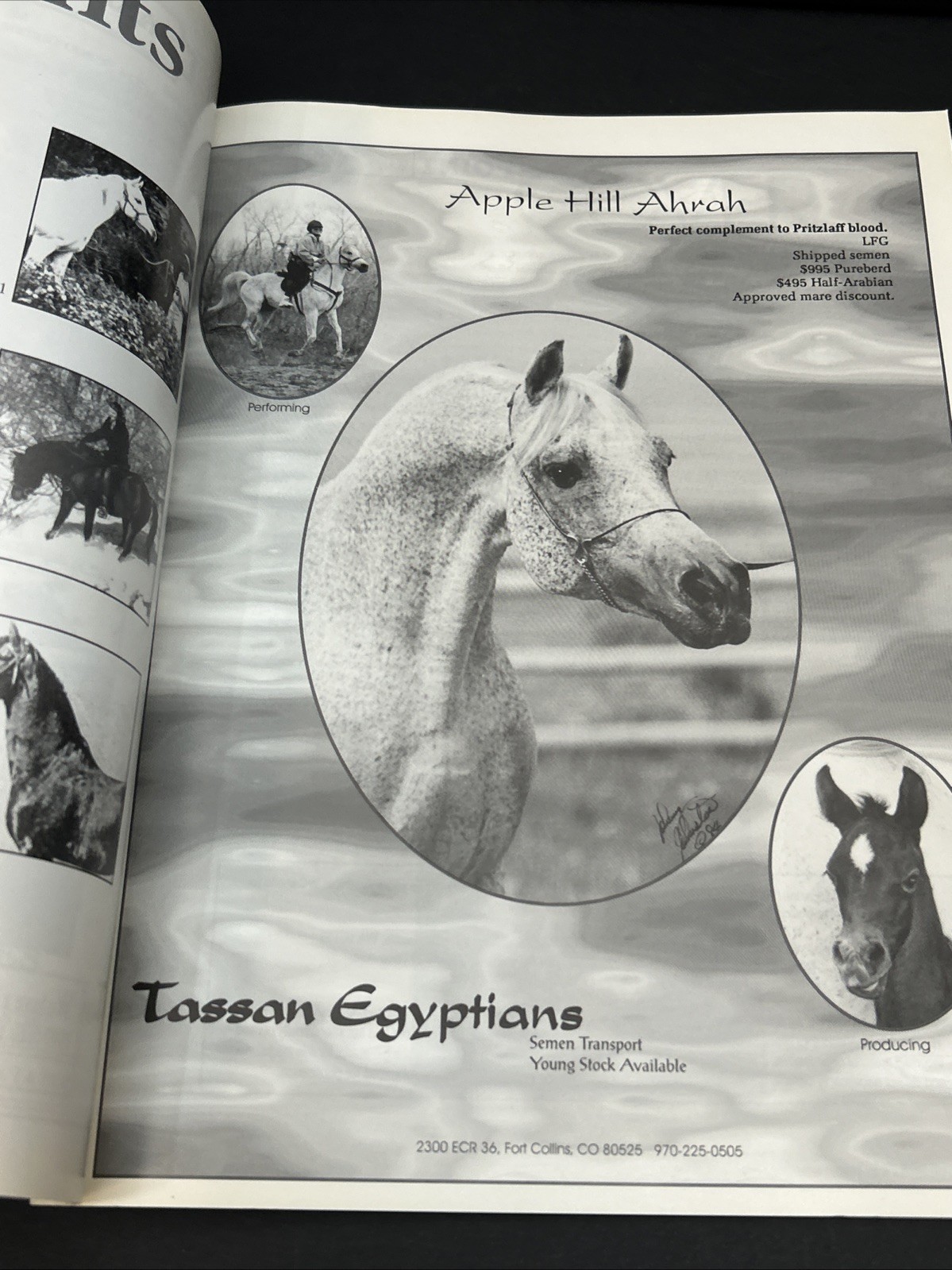 Arabian Visions Magazine Horse May – June 1997 Vintage