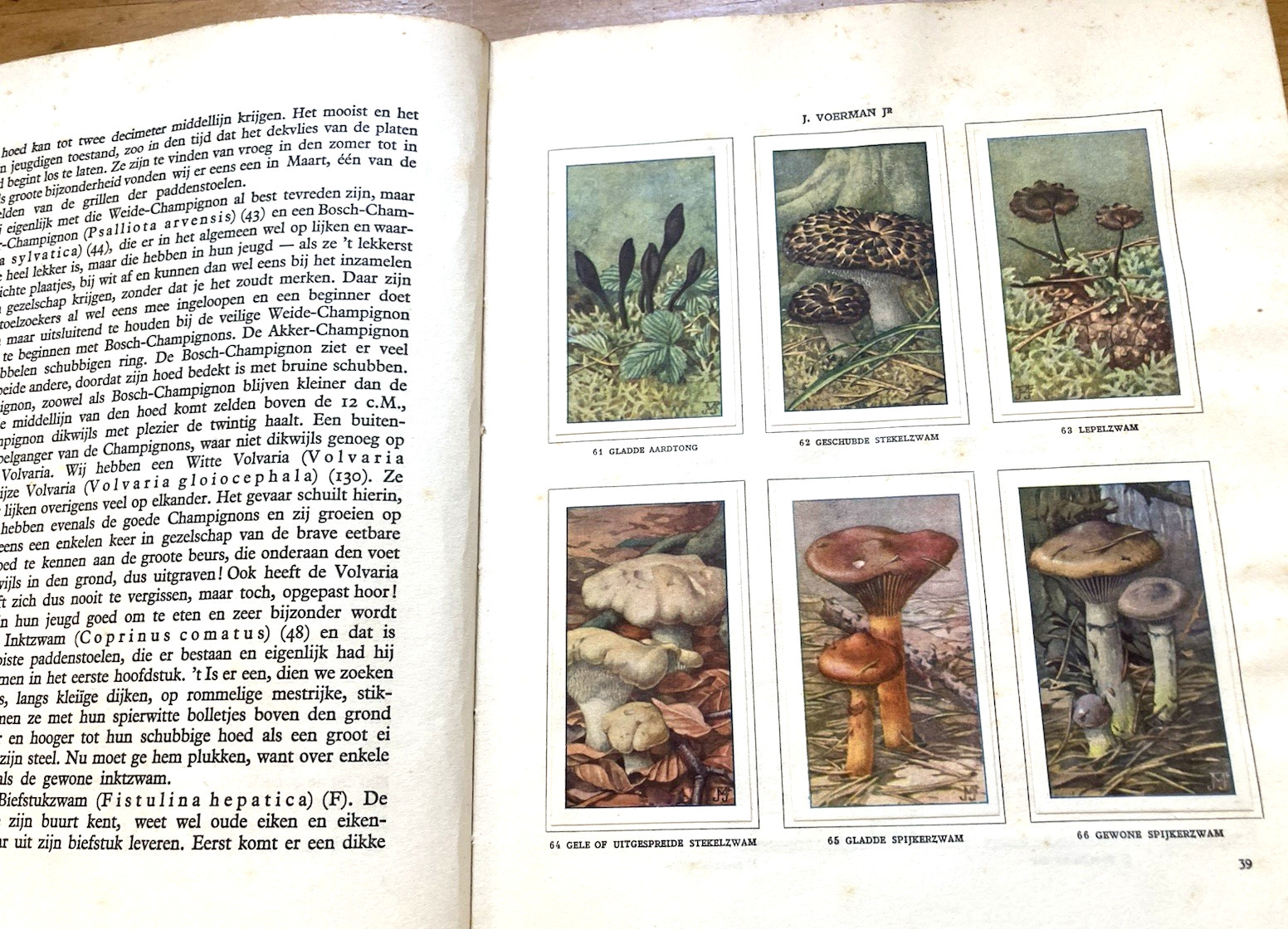 MUSHROOMS-1929 DUTCH BOOK-PADDENSTOELEN by Door Dr. Jac P Thijsse-A to Z-CARDS