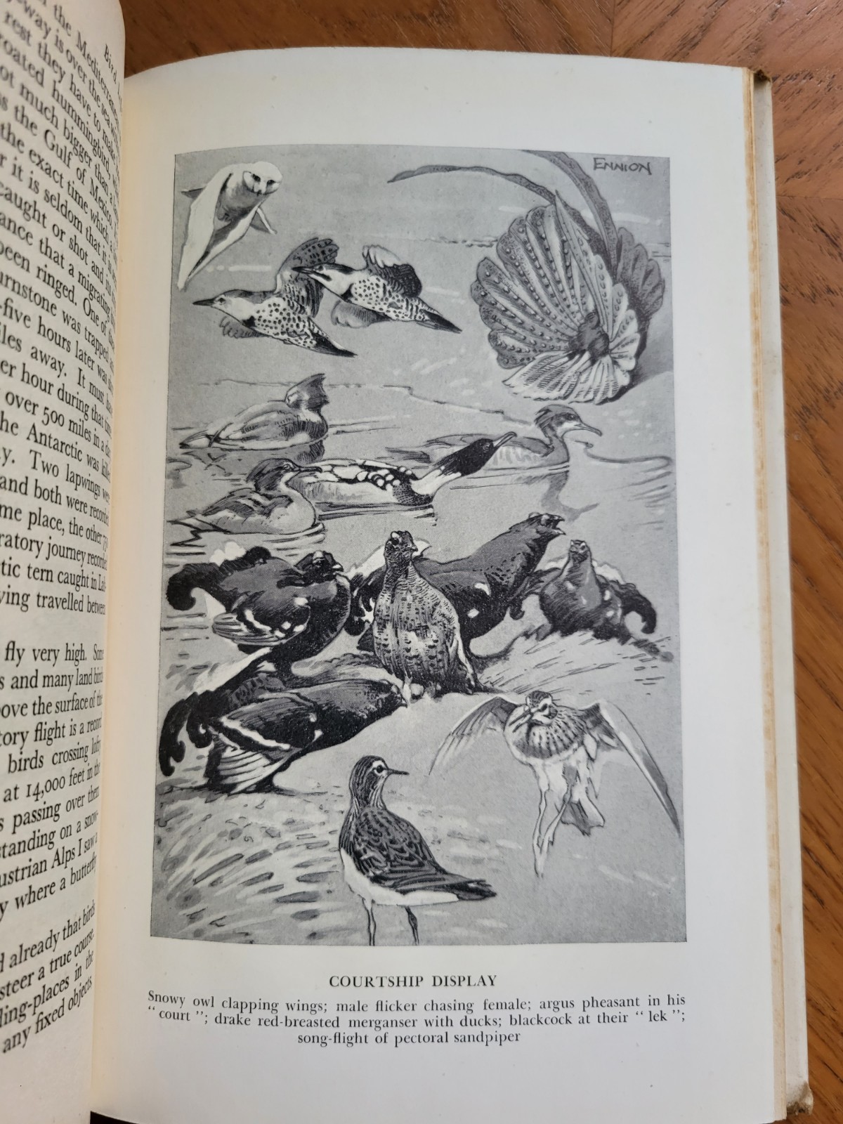 Bird Life By Edward A Armstrong – 1949 Book – Ornithology, Birds