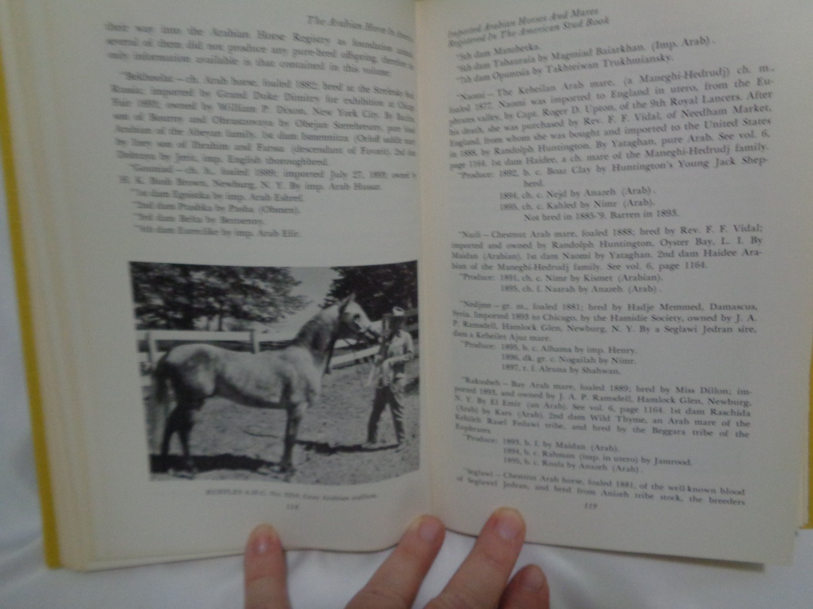 1st Arco Printing Arabian Horse in America History Conn Original Dustcover
