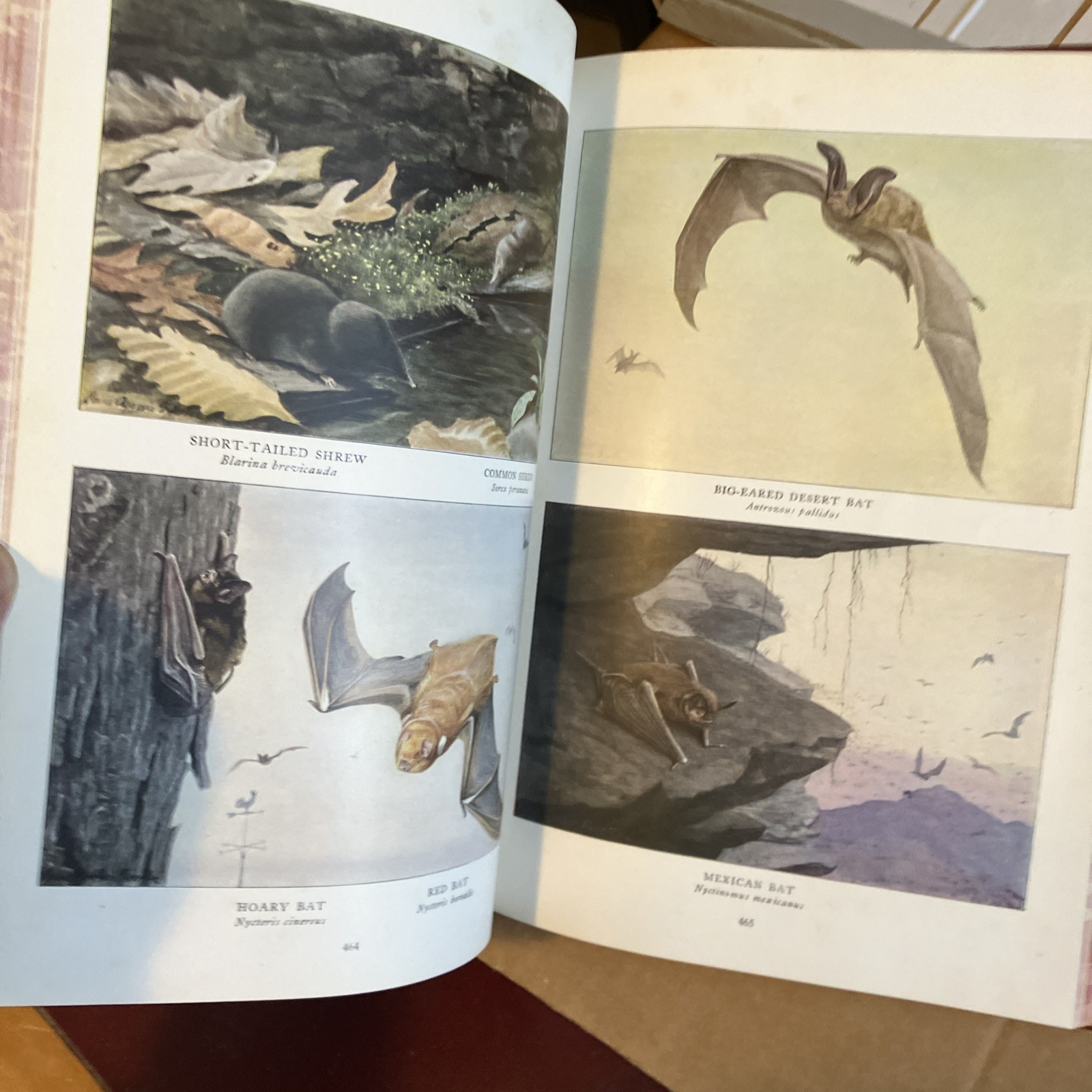 Rebound to Fine Binding National Geographic 1916, 1918 Mammals North America