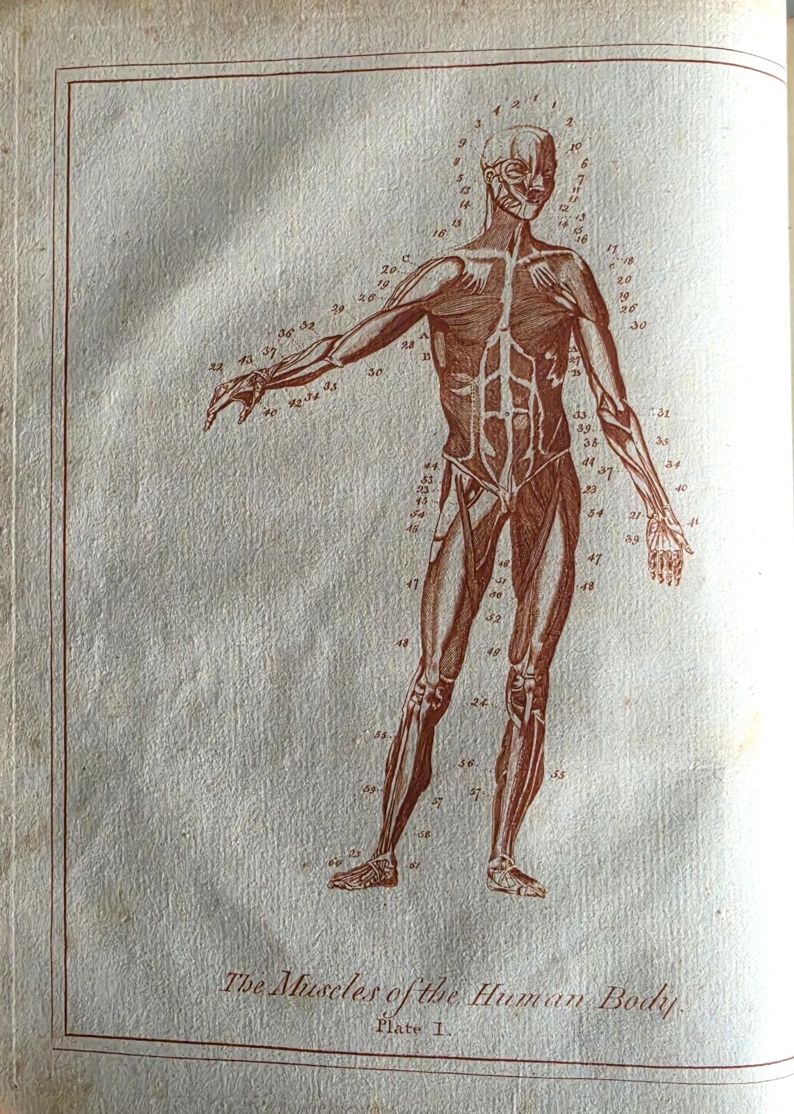 Culpeper English Physician Herbal Medical Part c1790s Sibly Occult Anatomy