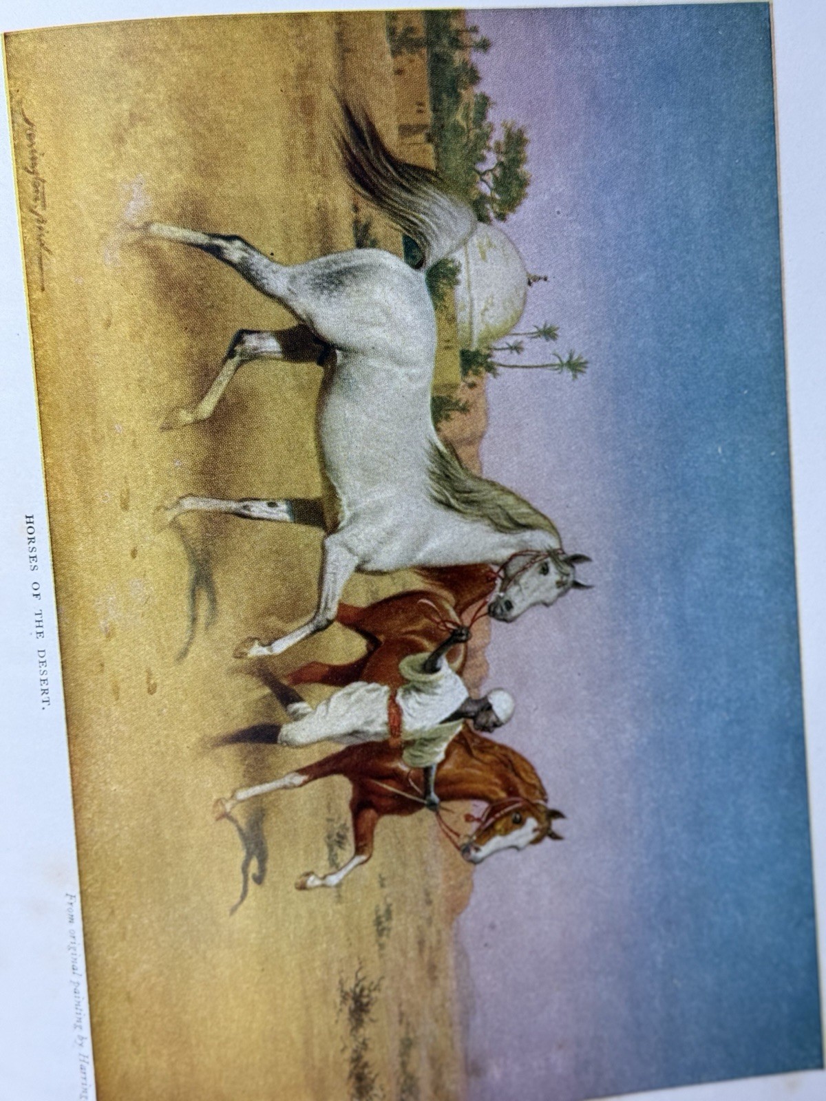The Horse of the Desert William Robinson Brown 1947 HC Illustrated Arabian Horse
