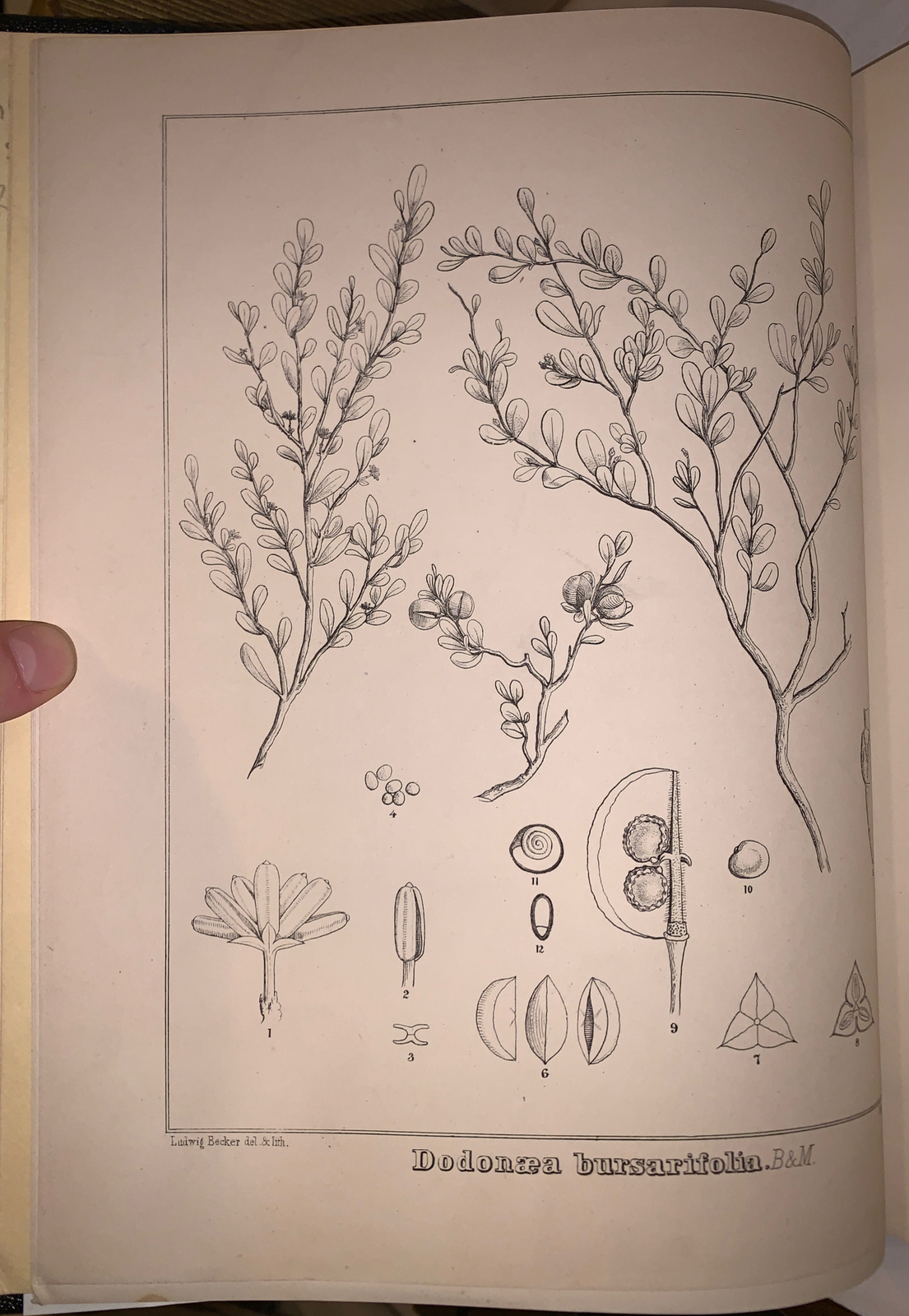 1 of 484, 1910, 1st, PLANTS INDIGENOUS TO VICTORIA, EWART, WITH BOTANICAL PLATES
