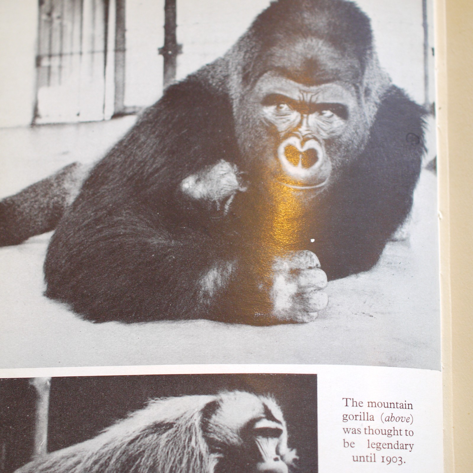 * Rare In D/J * On The Track of Unknown Animals Bernard Heuvelmans 1st UK 1958