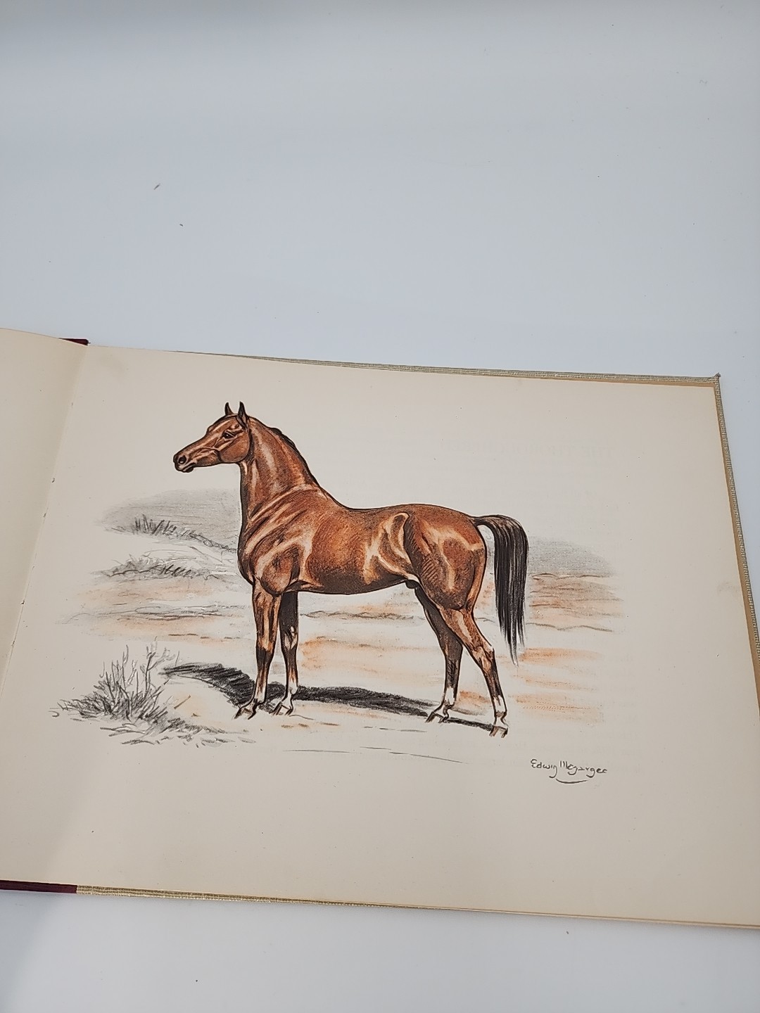 Vintage 1946 Horses – Edwin Megargee Illustrated Oversized Volume Various Breeds