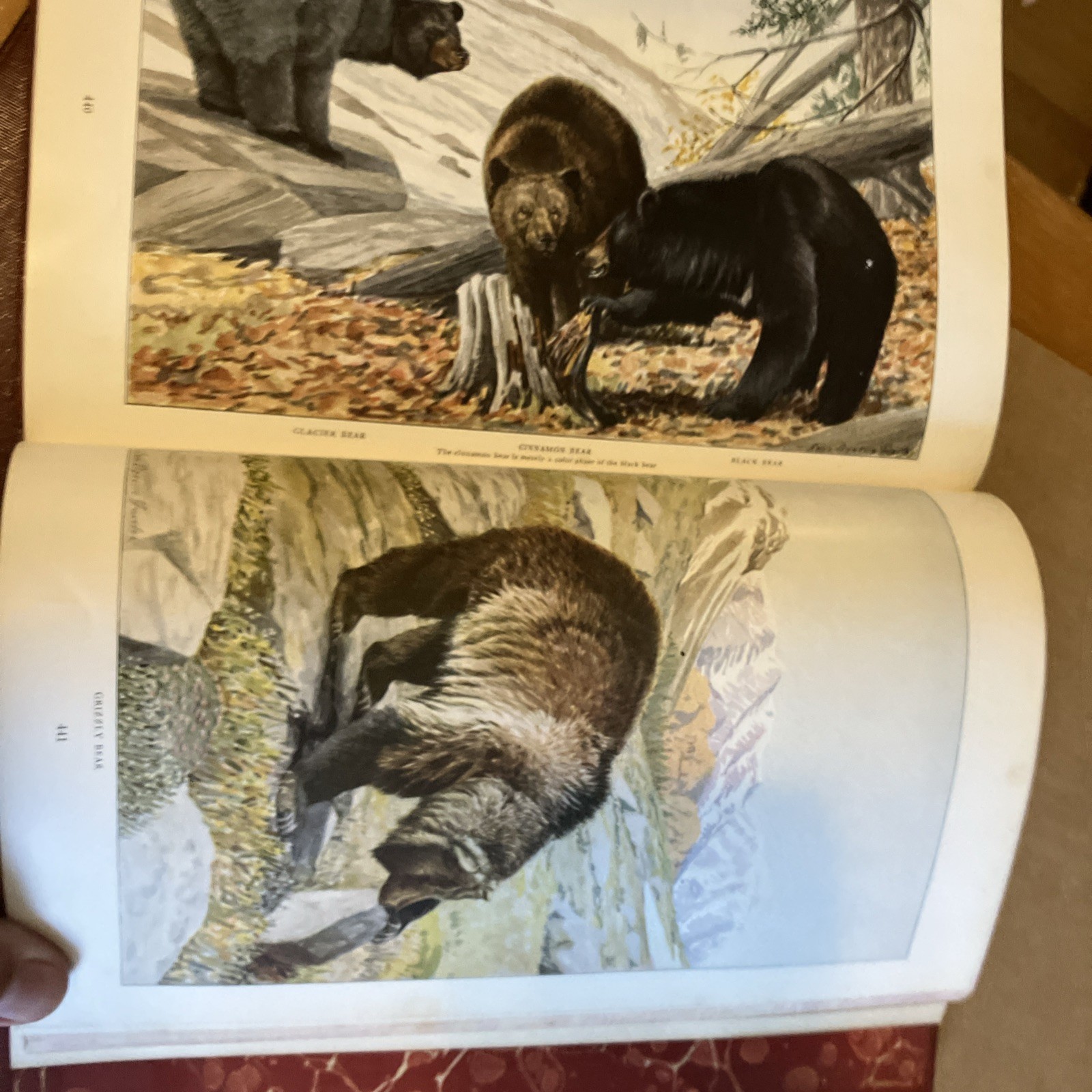 Rebound to Fine Binding National Geographic 1916, 1918 Mammals North America