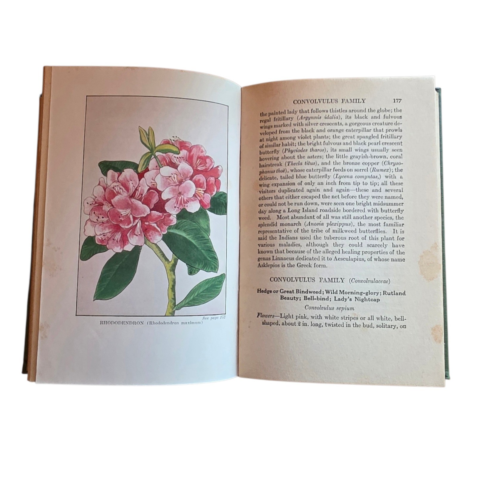 Wild Flowers Worth Knowing Neltje Blanchan 1924 Little Nature Library Hardcover