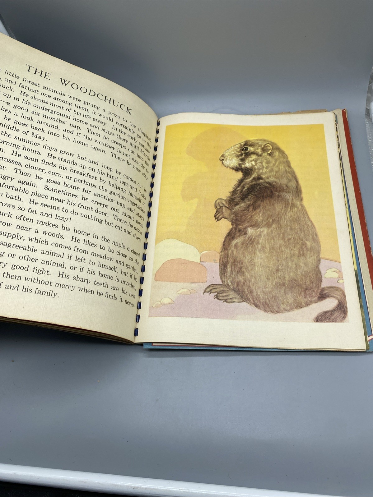 Picture Story Book 1943 Saalfield Various Animals HC DJ Spiral Beautiful Artwork