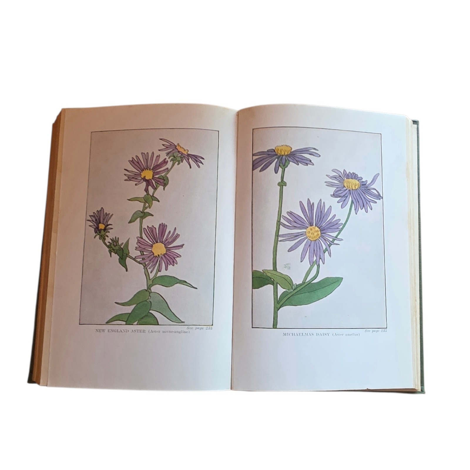 Wild Flowers Worth Knowing Neltje Blanchan 1924 Little Nature Library Hardcover