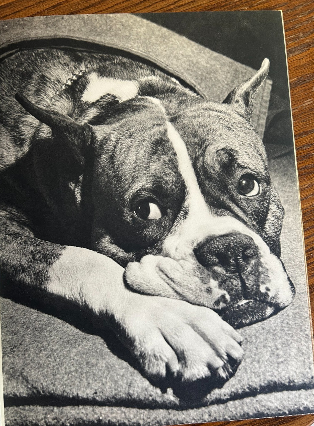 DOGS by Ylla THE 1930’S CREATIVE AGE PRESS