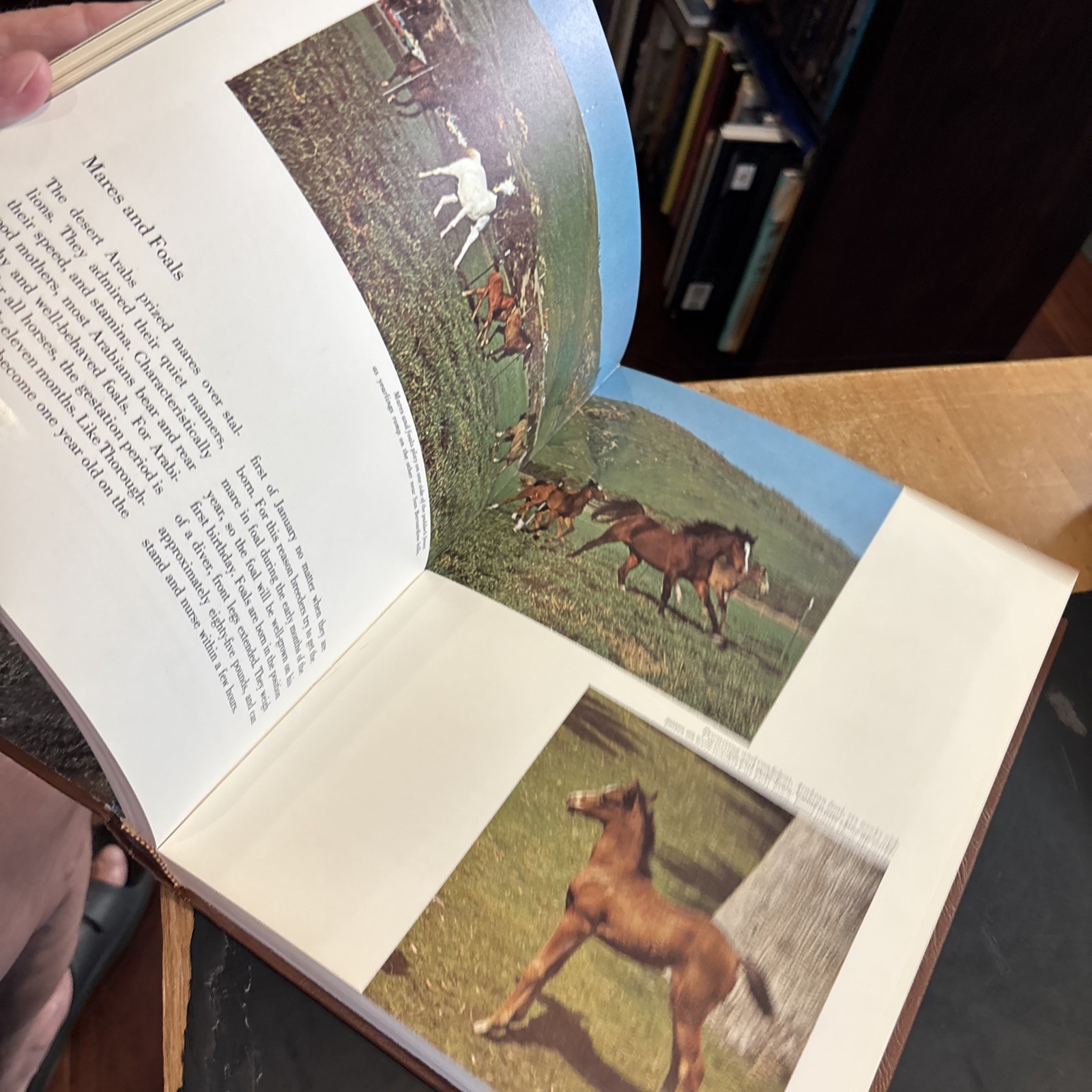 THE HORSE IN THE WEST Bradley Smith 1969 hcdj 1st Arabian Thorough Quarter Appa