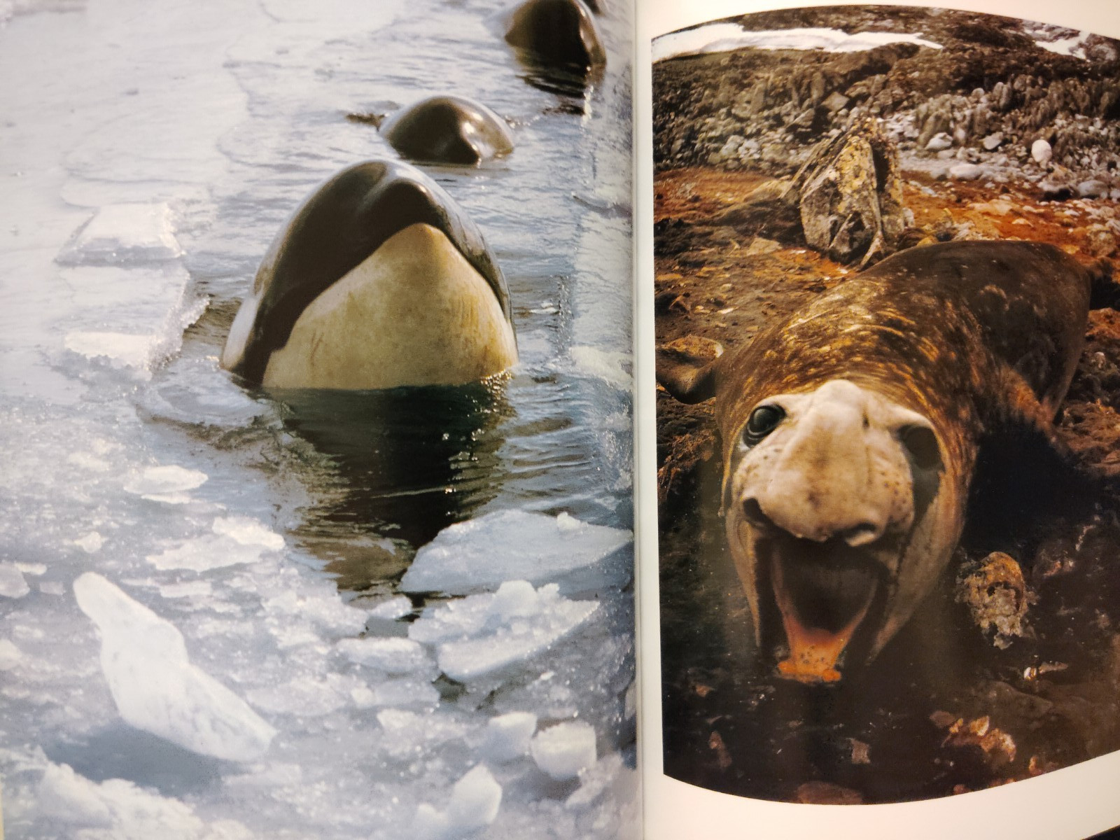 Let’s Save Antarctica! by James N. Barnes 1982 SC First Edition Eliot Porter