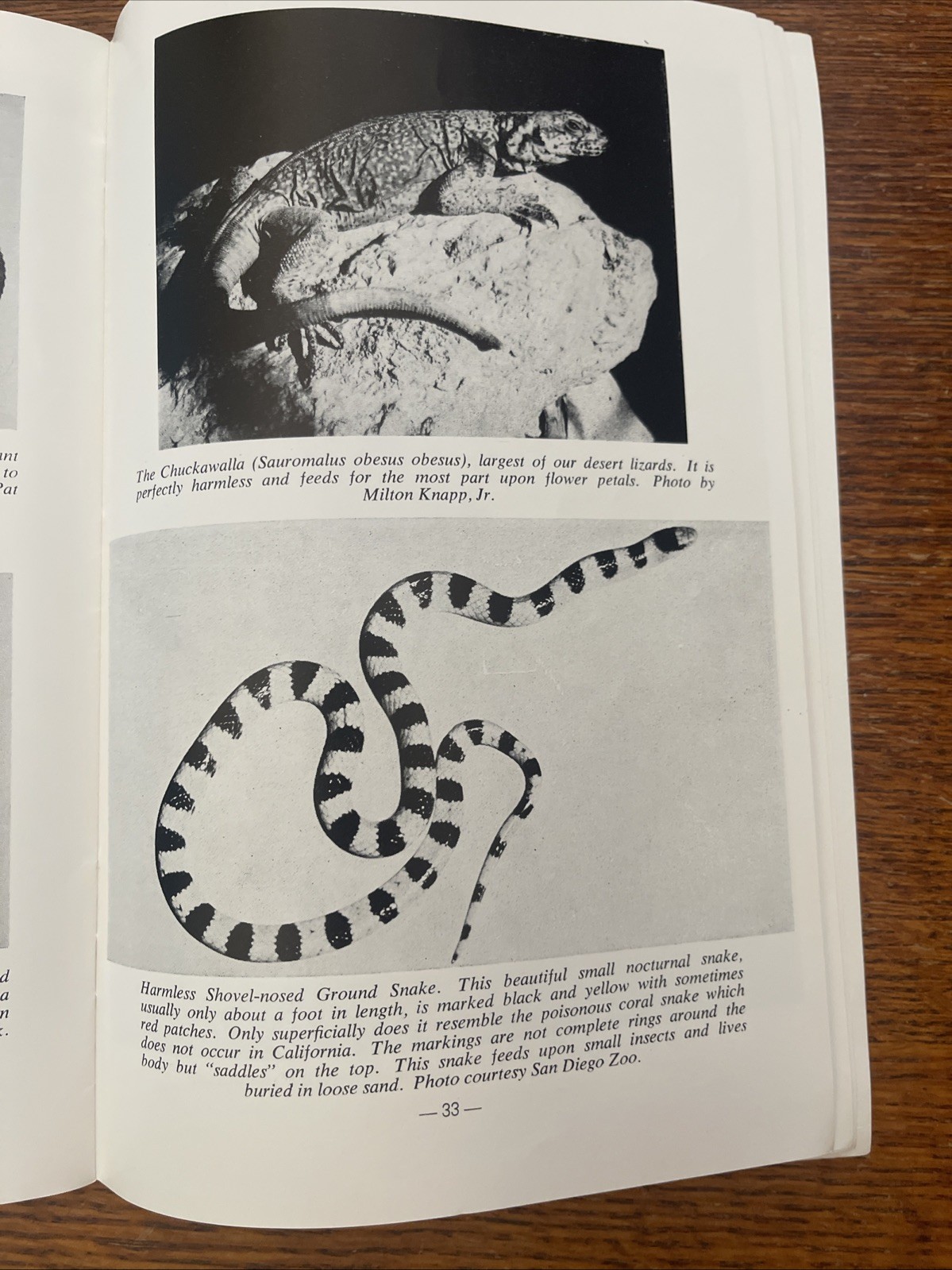 The Desert In Pictures by PALM SPRINGS DESERT MUSEUM Vintage Book