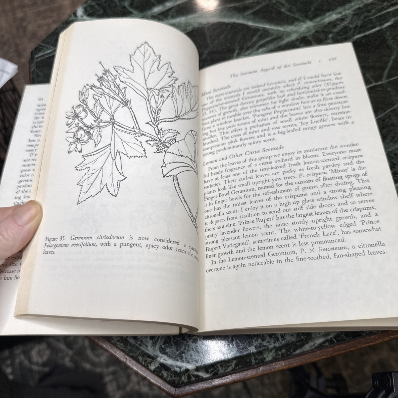 The Joy Of Geraniums Helen Van Pelt Wilson Gardening Vintage Paperback 1968