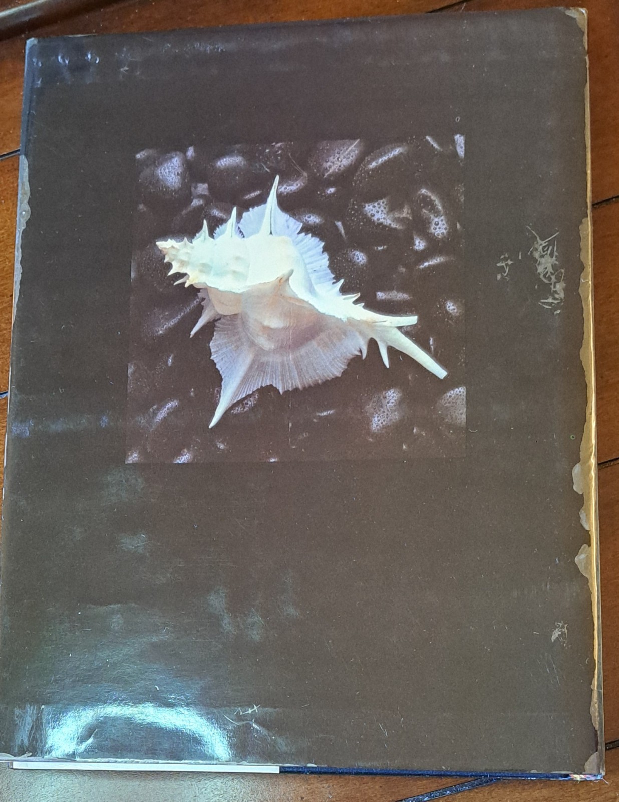 Shells of the Philippines by F.J. Springsteen; F.M. Leobrera