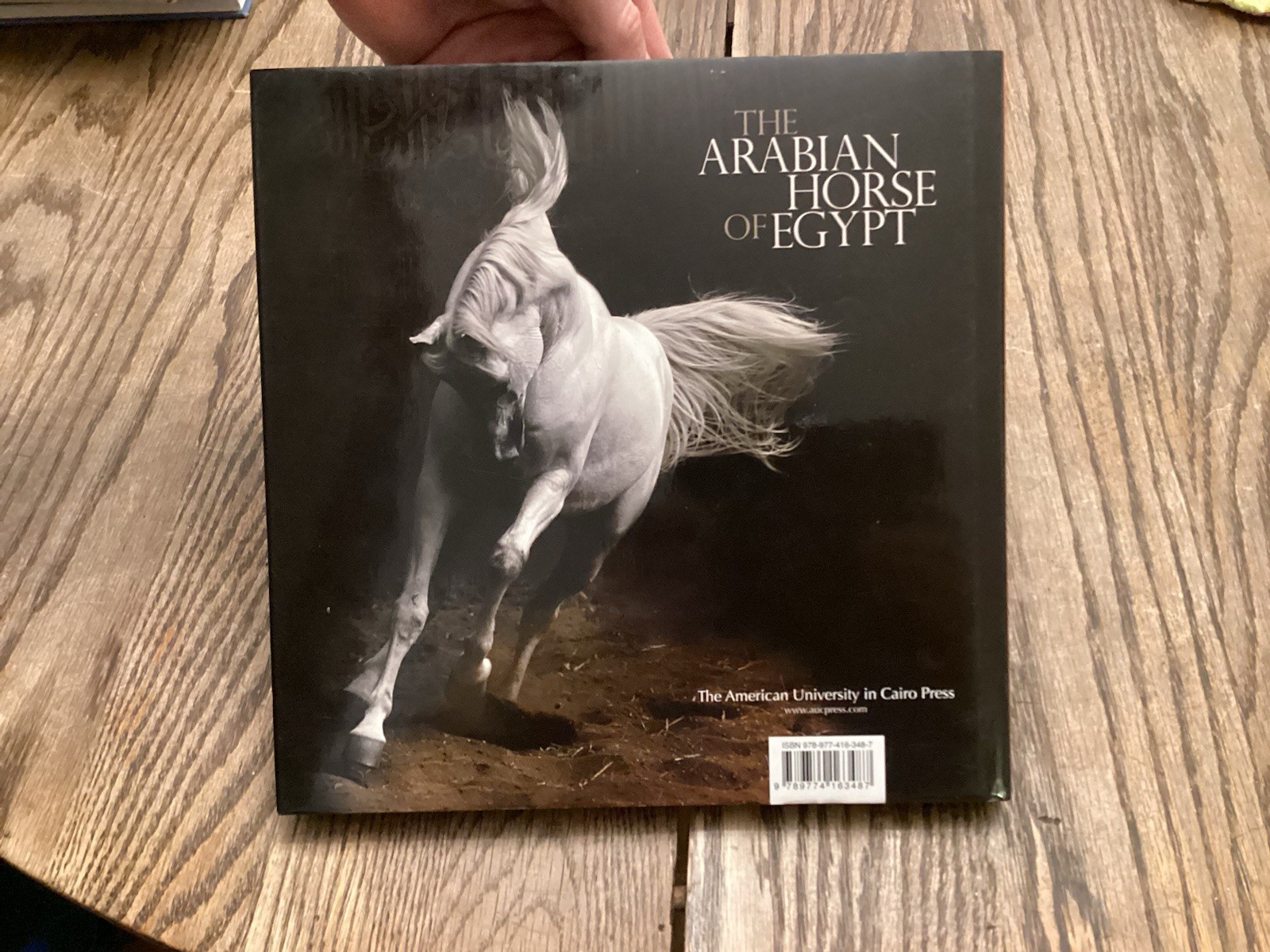 2010 The Arabian Horse Of Egypt Photographs Nasr Marei Equestrian Purebred VF HC