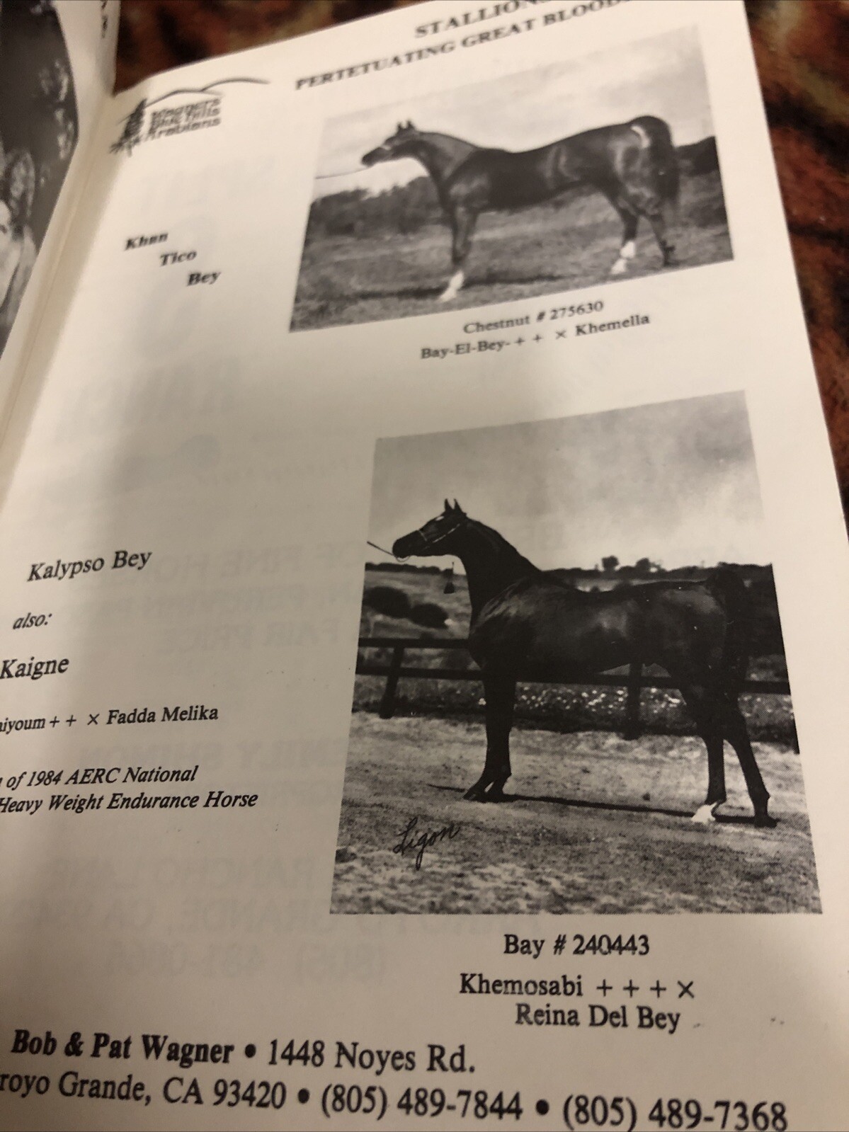 Arabian Horse Association 1985 Membership Directory Vintage Central Coast Of CA