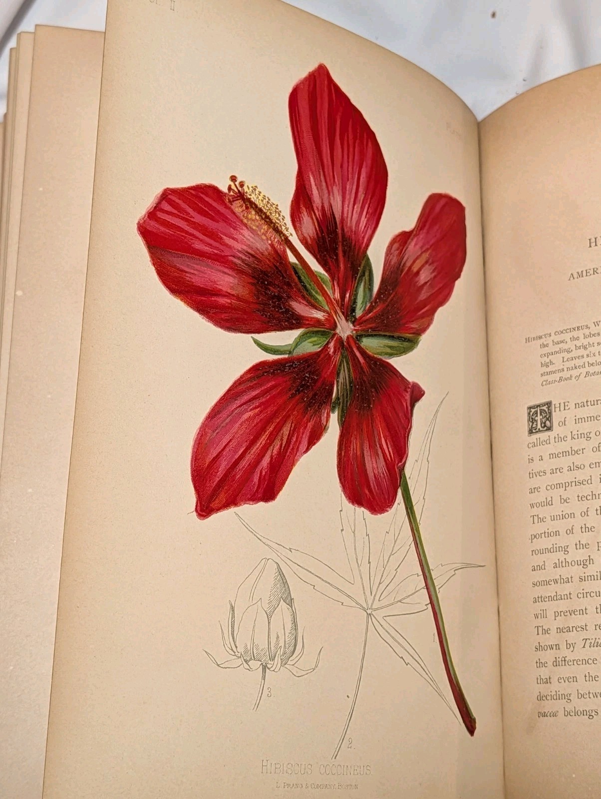 Antique Native Flowers and Ferns by Thomas Meehan 1878 Vol 1, Chromolithographs