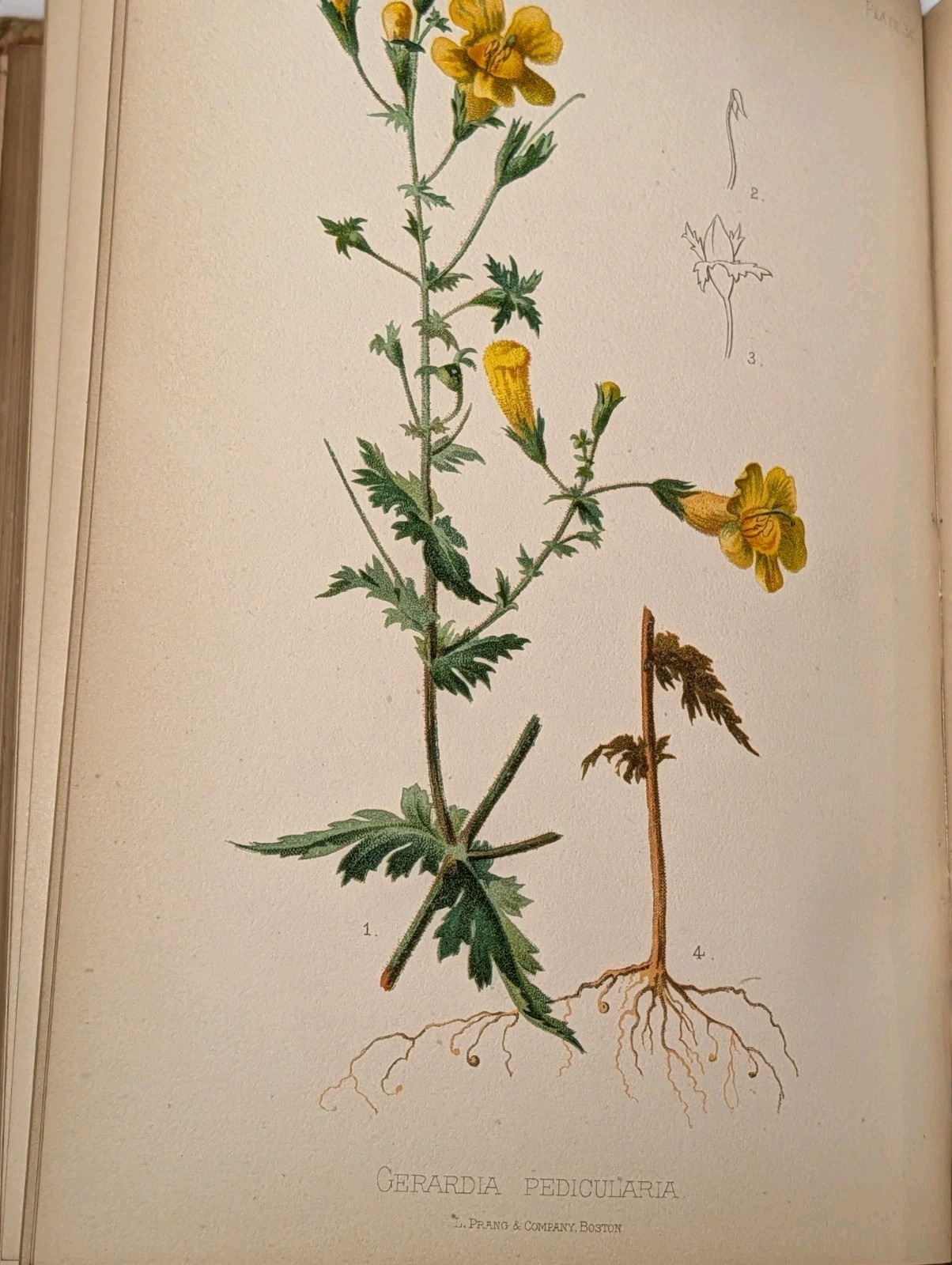 Antique Native Flowers and Ferns by Thomas Meehan 1878 Vol 1, Chromolithographs