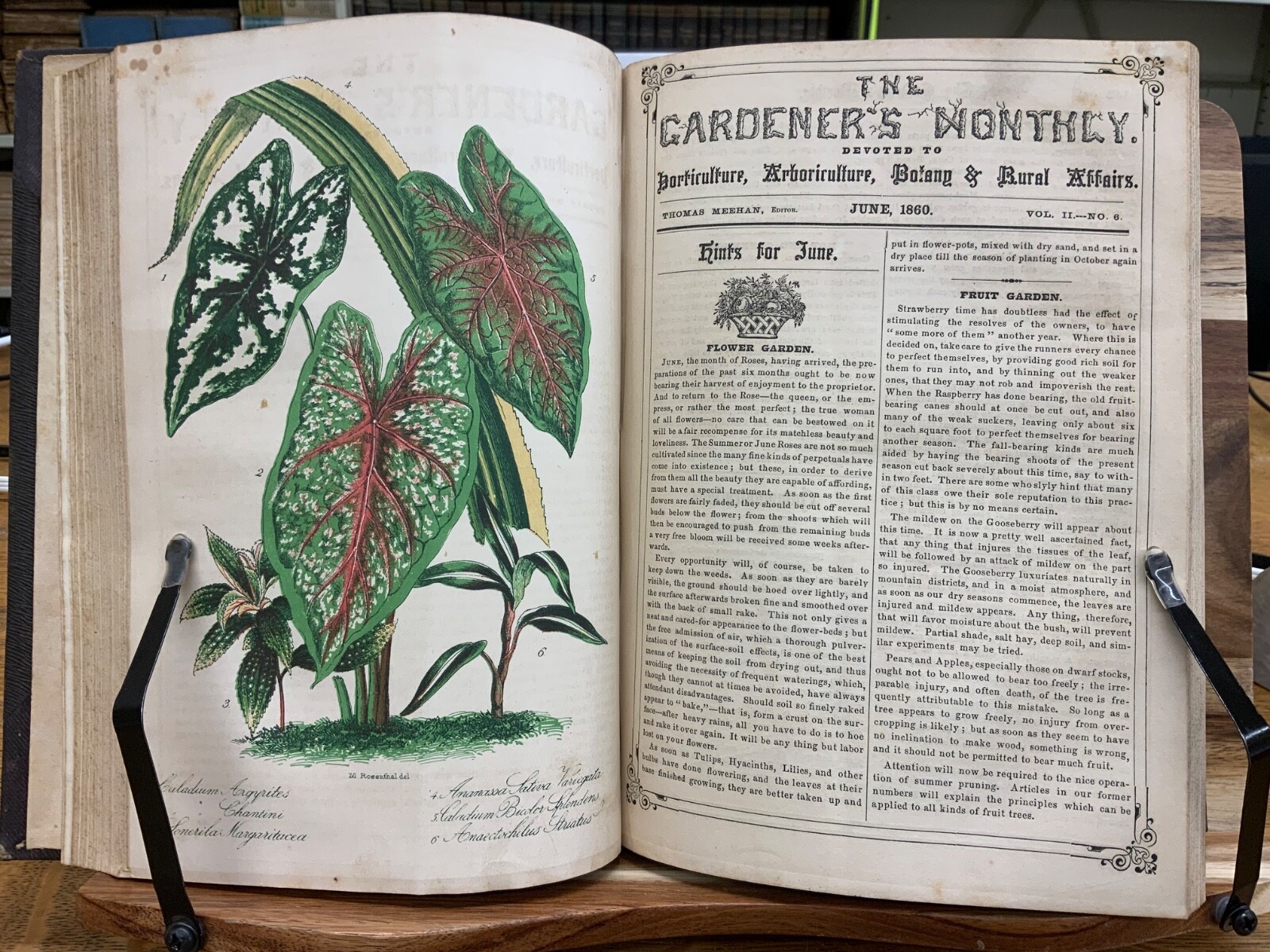 1860 Gardener’s Monthly + Horticulture Thomas Meehan Volume 2 Color Plates