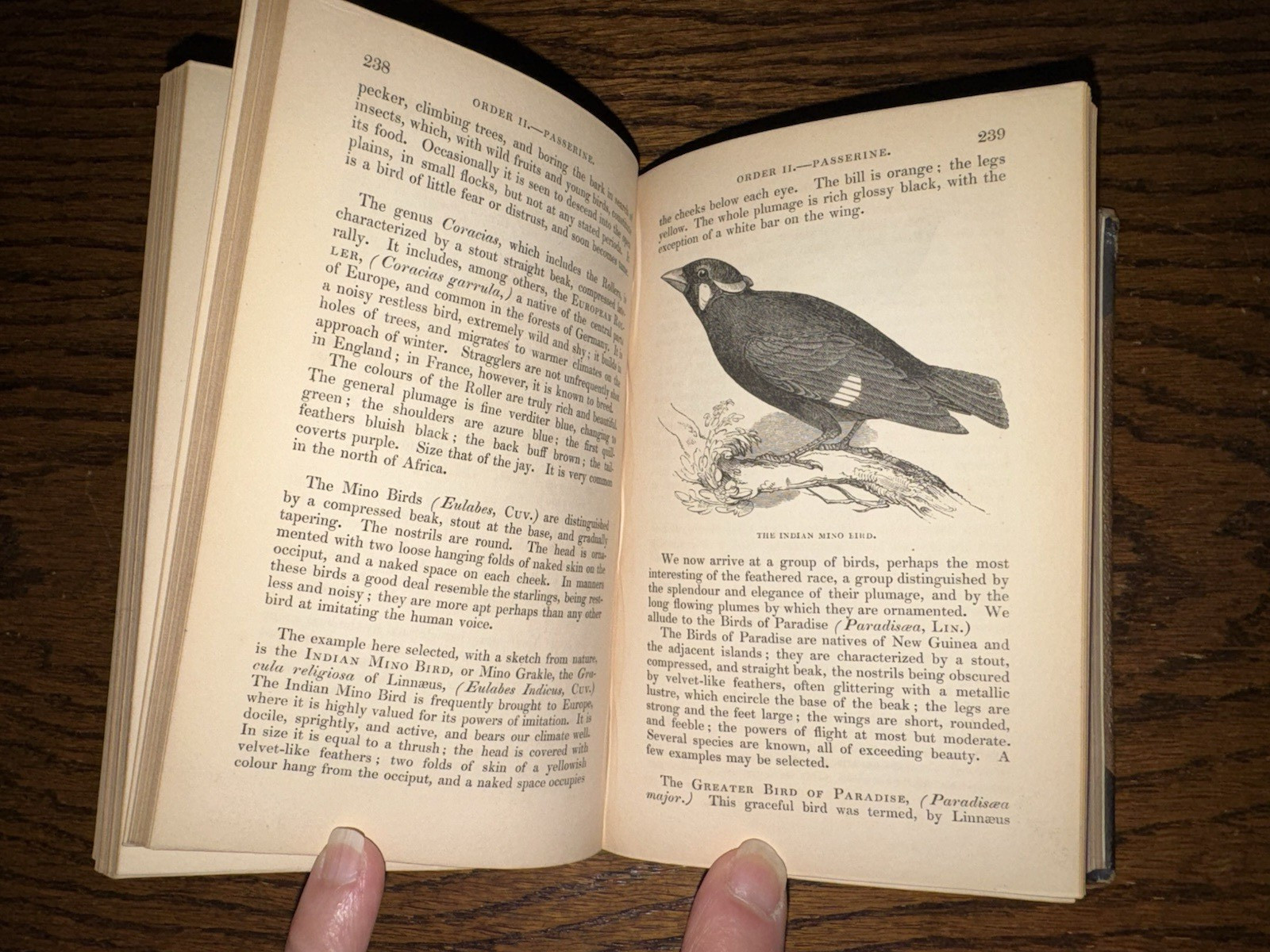 c1835, An introduction To The Study Of Birds, Illustrated, Religious Tract, RARE