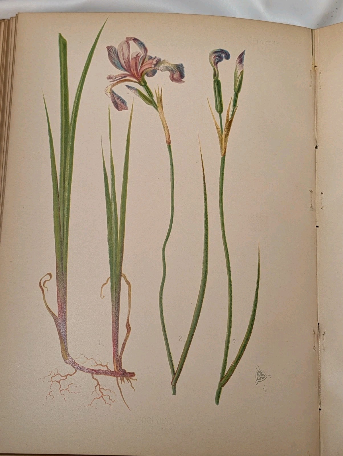 Antique Native Flowers and Ferns by Thomas Meehan 1878 Vol 1, Chromolithographs