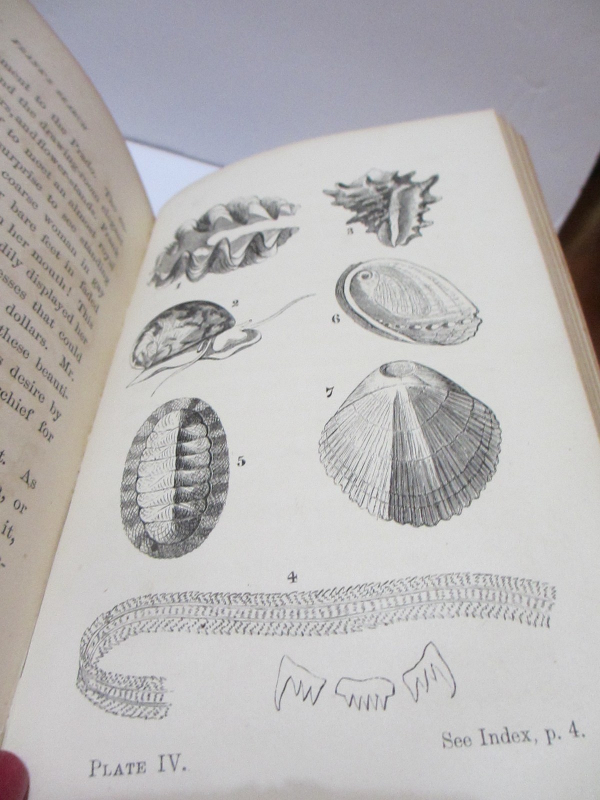 RARE 1866 ANTIQUE BOOK SEA SHELLS FRANK’S SEARCH FOR CONCHOLOGY STUDY ENG PLATES