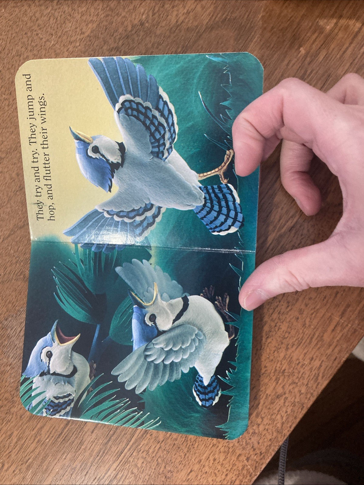 Blue Jay Babies Vintage Children’s Board Book National Geographic 1991