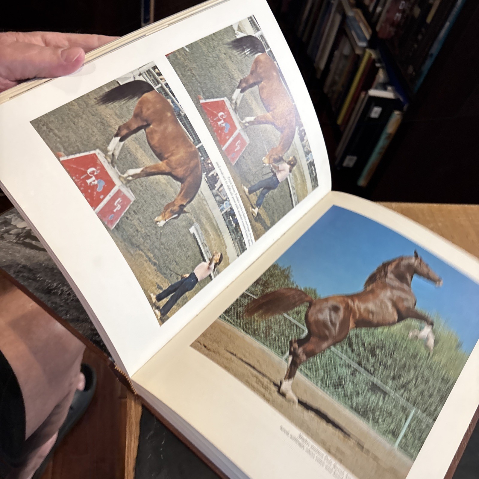 THE HORSE IN THE WEST Bradley Smith 1969 hcdj 1st Arabian Thorough Quarter Appa