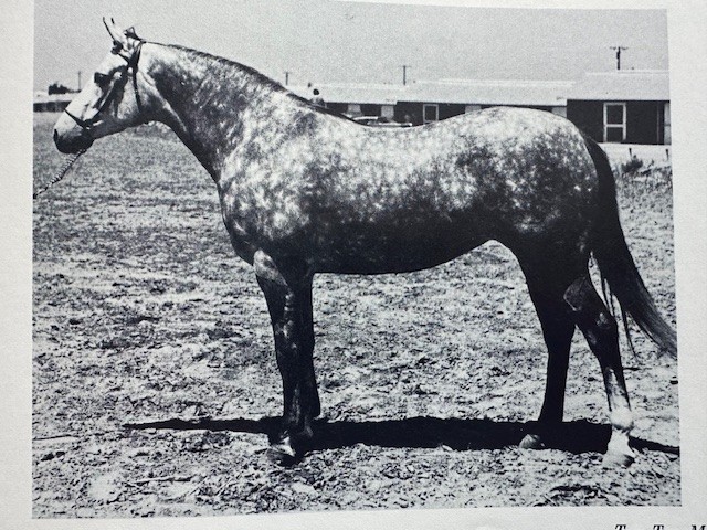 Arabian Horse Yearbook 1960 IAHA Vol Vlll Arabian Horse Books / Memorabilia