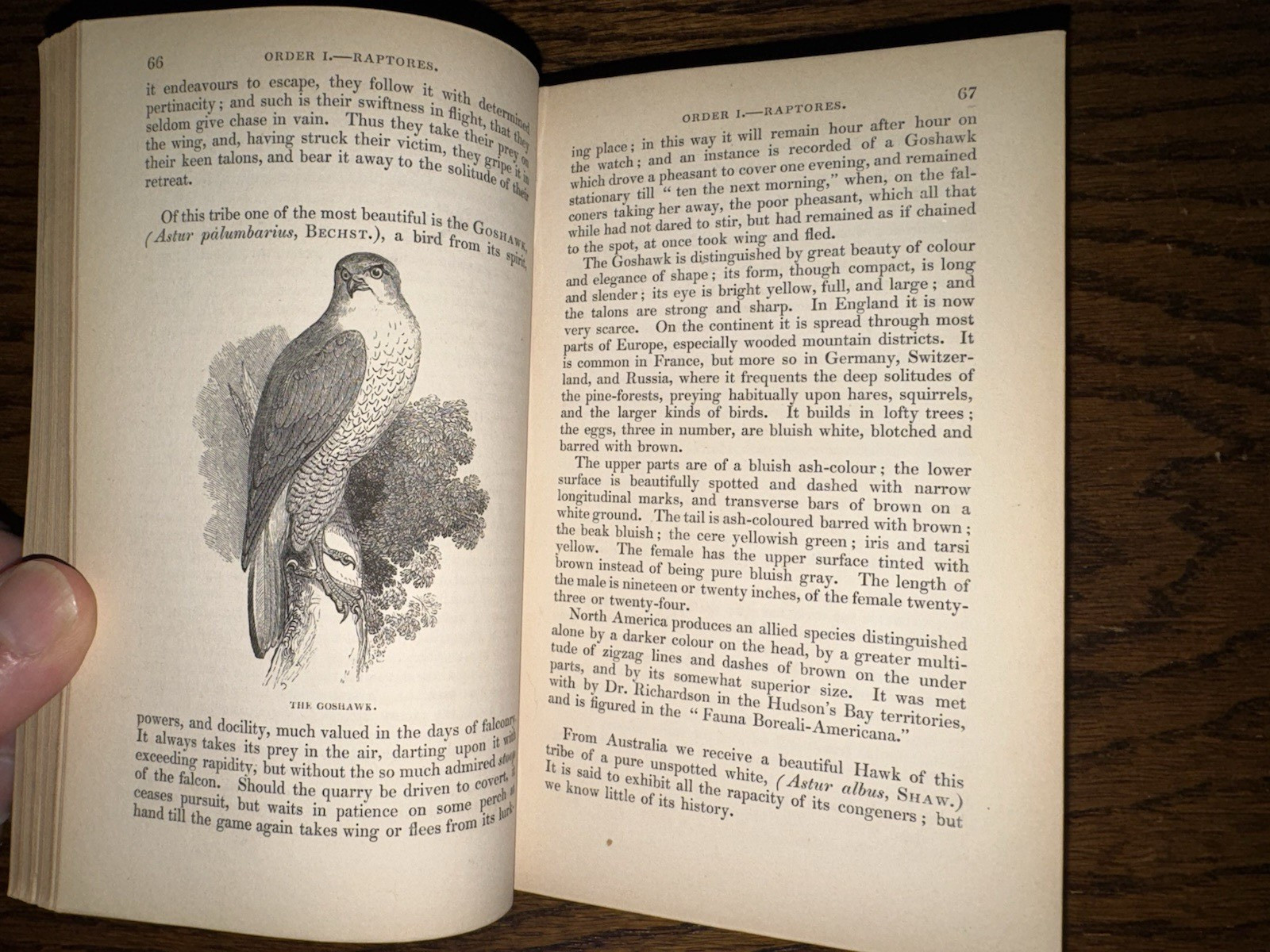 c1835, An introduction To The Study Of Birds, Illustrated, Religious Tract, RARE