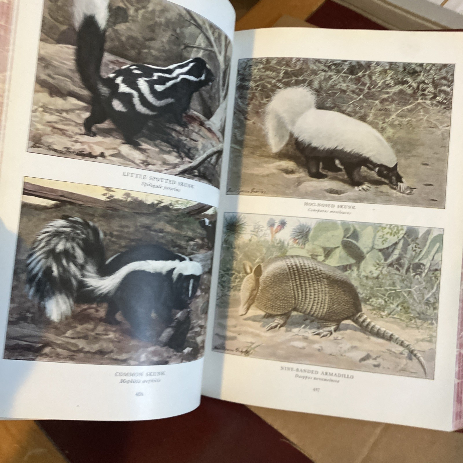 Rebound to Fine Binding National Geographic 1916, 1918 Mammals North America