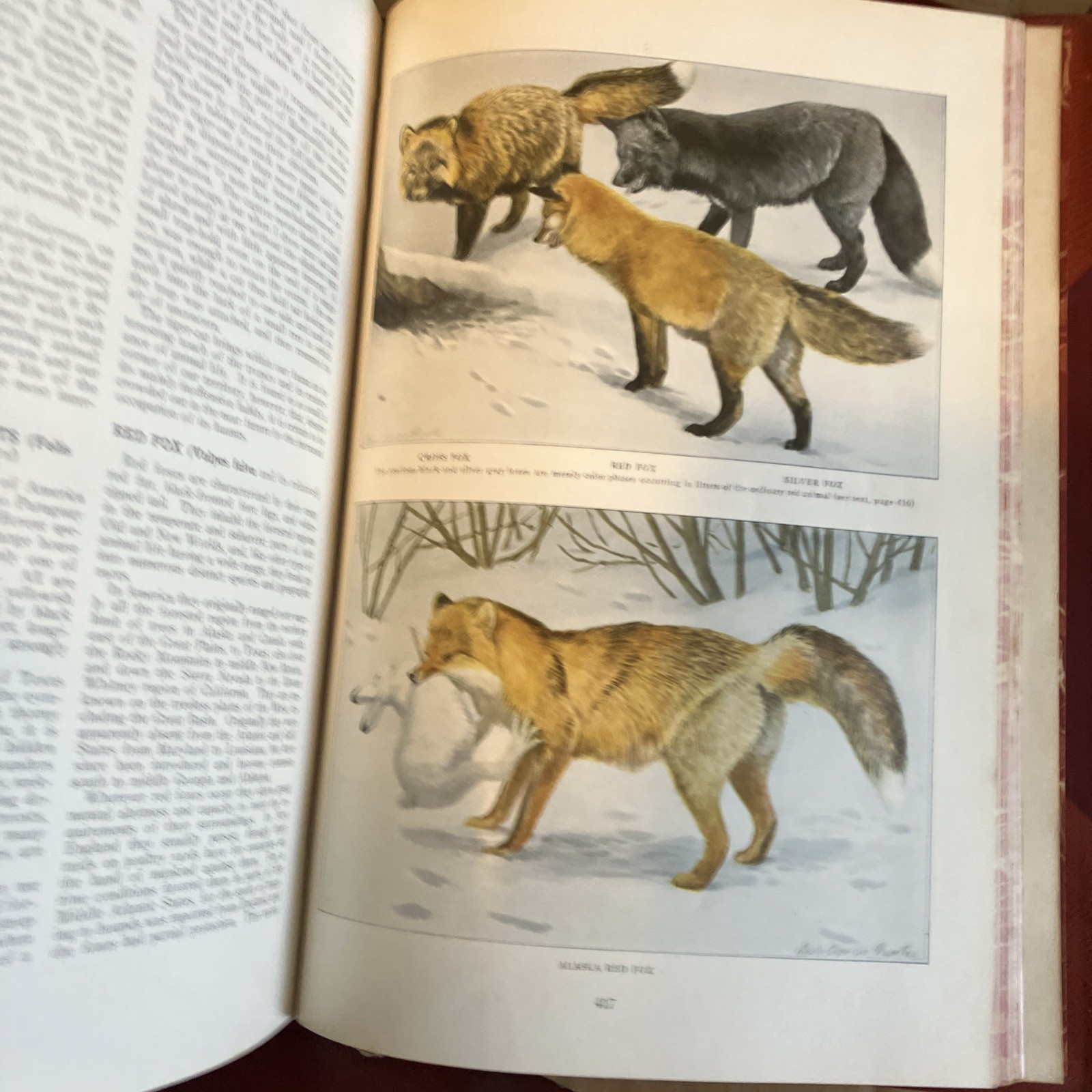Rebound to Fine Binding National Geographic 1916, 1918 Mammals North America