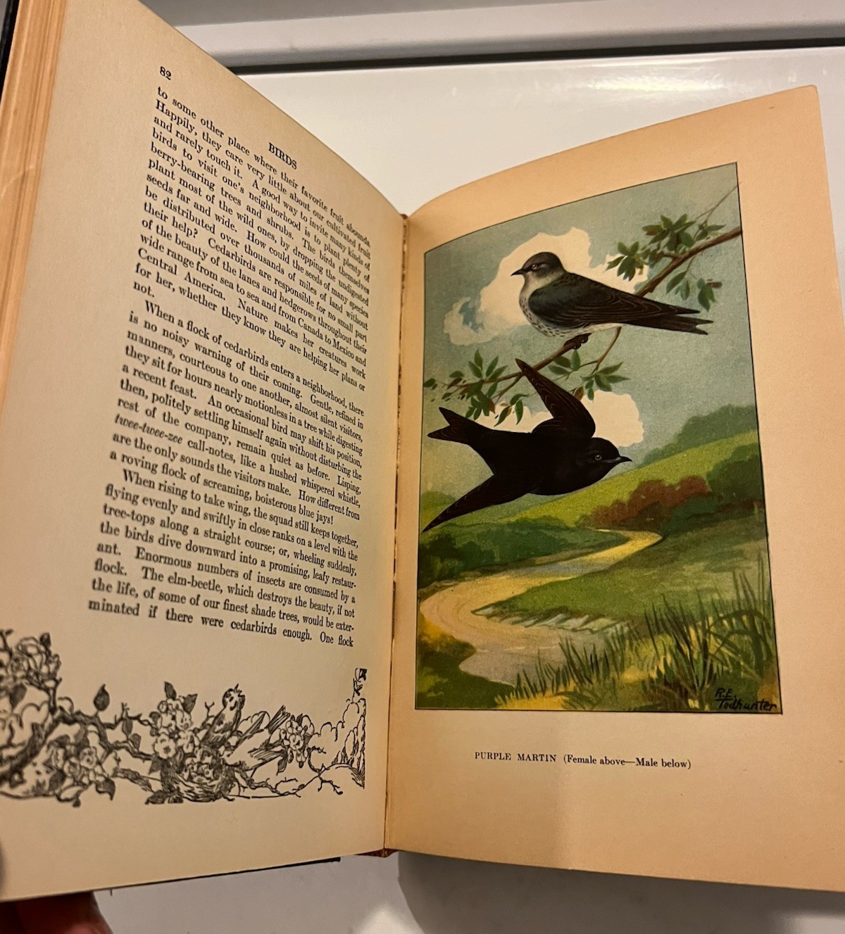 The Nature Library Birds 1927 Vtg HC Neltje Blanchan 48 Illustrations Full Color