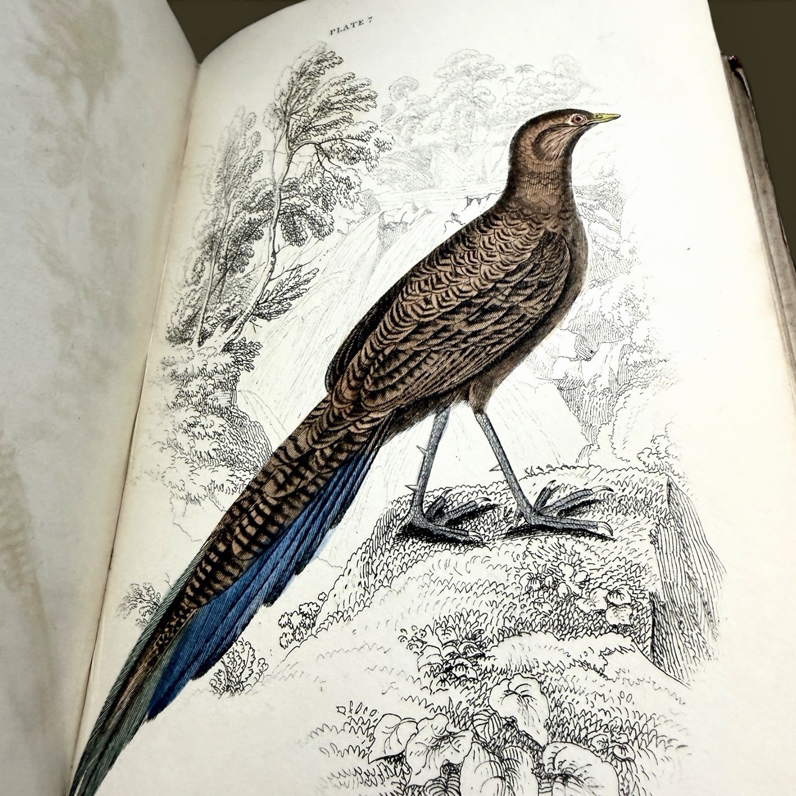 1834 Jardine Naturalist’s Library | Ornithology Vol XIV Hand-Colored Birds