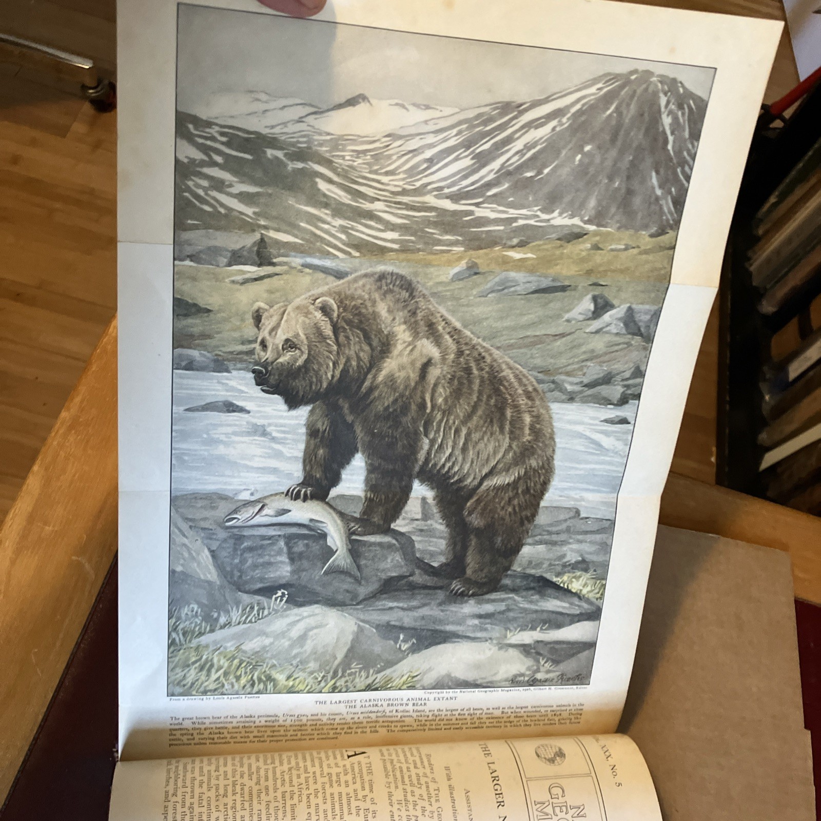 Rebound to Fine Binding National Geographic 1916, 1918 Mammals North America