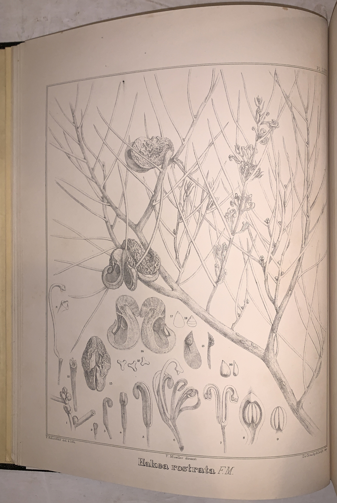 1 of 484, 1910, 1st, PLANTS INDIGENOUS TO VICTORIA, EWART, WITH BOTANICAL PLATES
