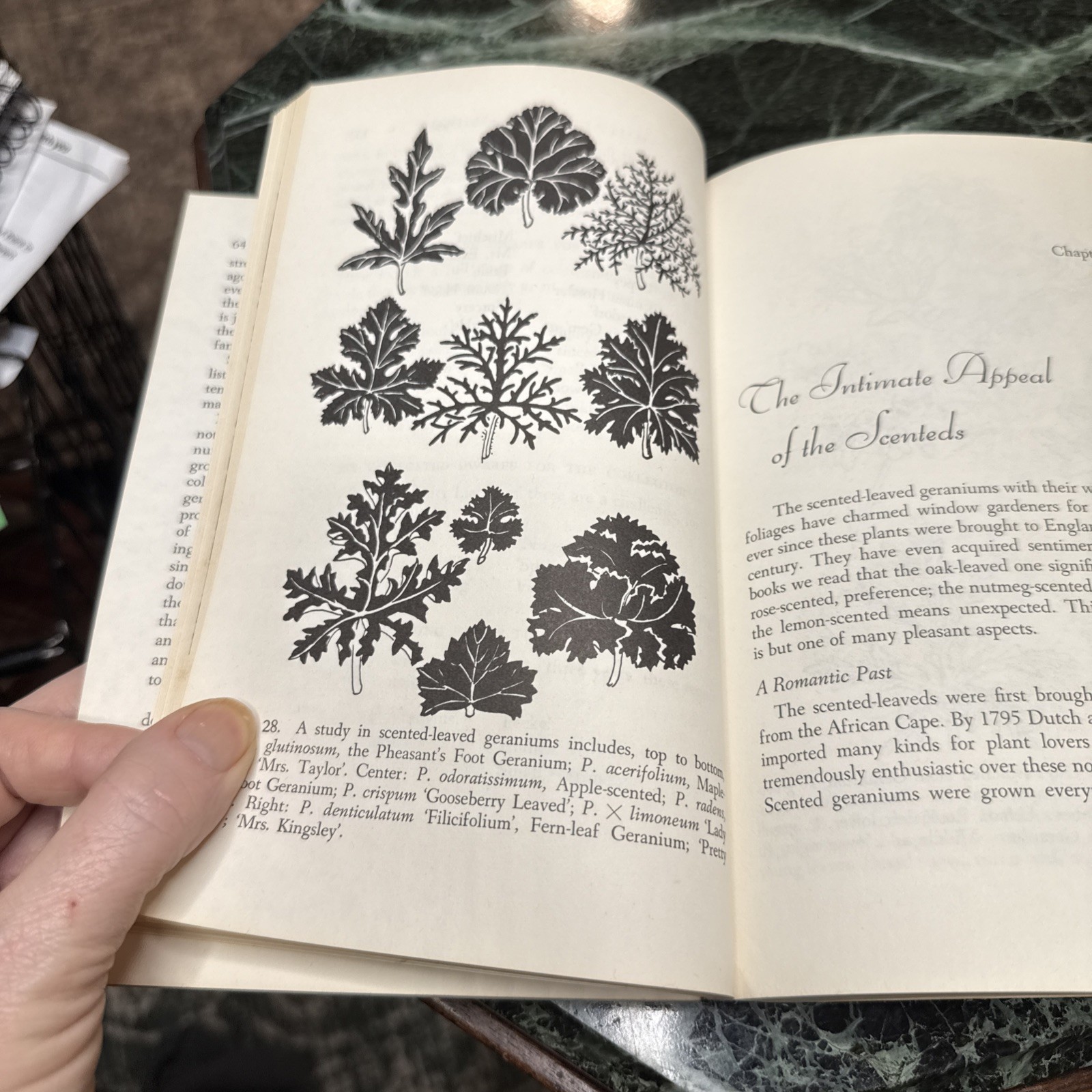 The Joy Of Geraniums Helen Van Pelt Wilson Gardening Vintage Paperback 1968