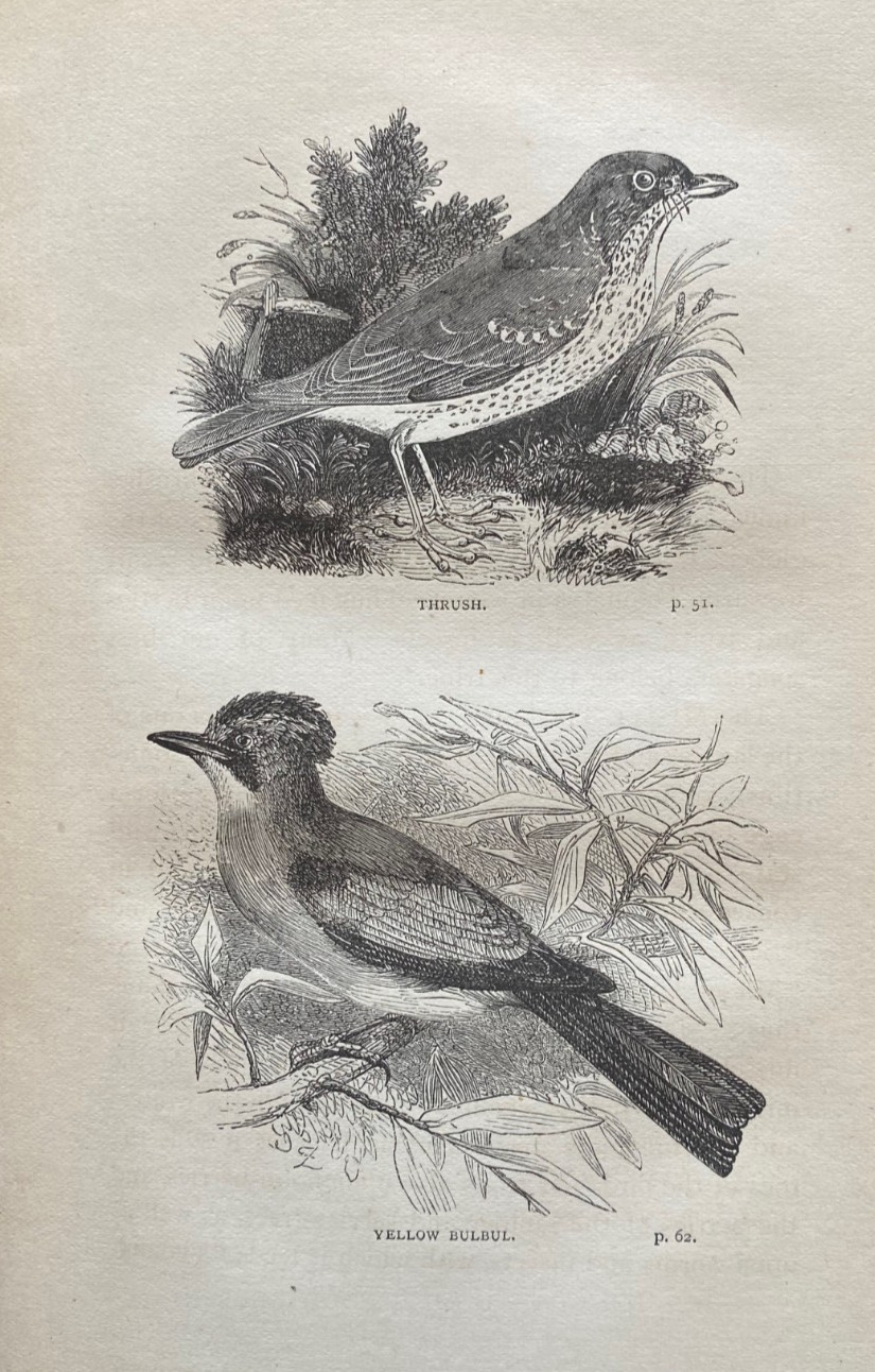 1889 BIRD KEEPING, DYSON, COLOR PLATES, COMPLETE, ORNATE BINDING, FREE EXPRS W/W