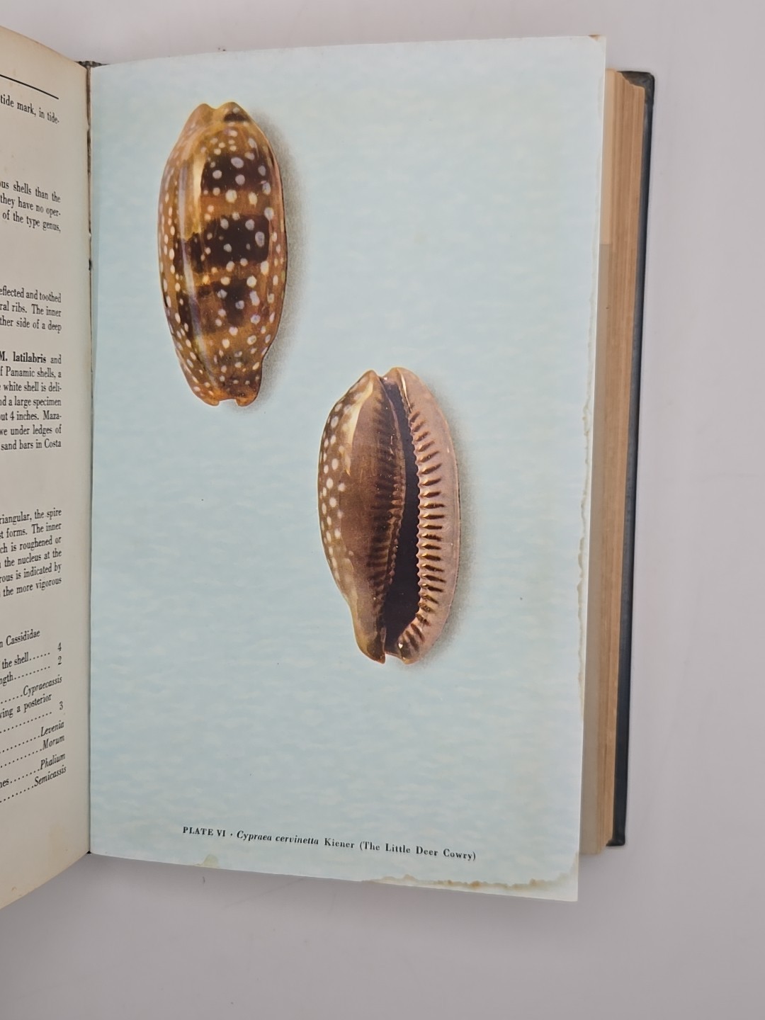 Sea Shells of Tropical West America Keen 1960 Stanford University Press 1960 HC