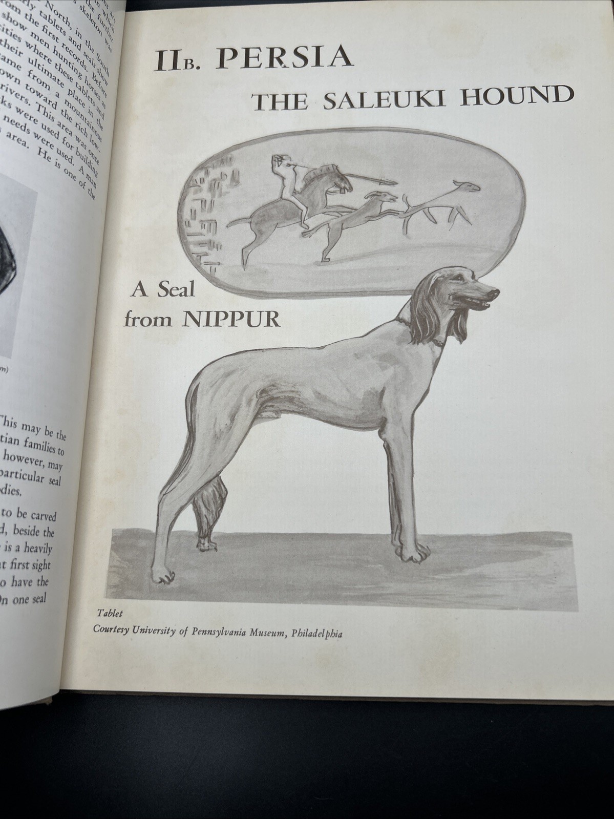 Beatrice Fox Griffith Historic Dogs An Outline in Pictures Signed 1st ed 1952