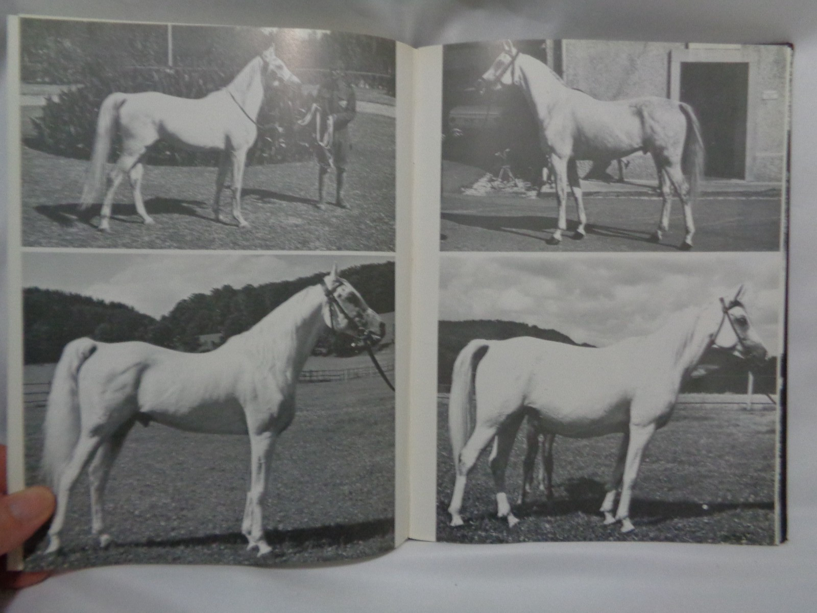 Arabian Exodus Horse Breed History Greeley Original Dustcover