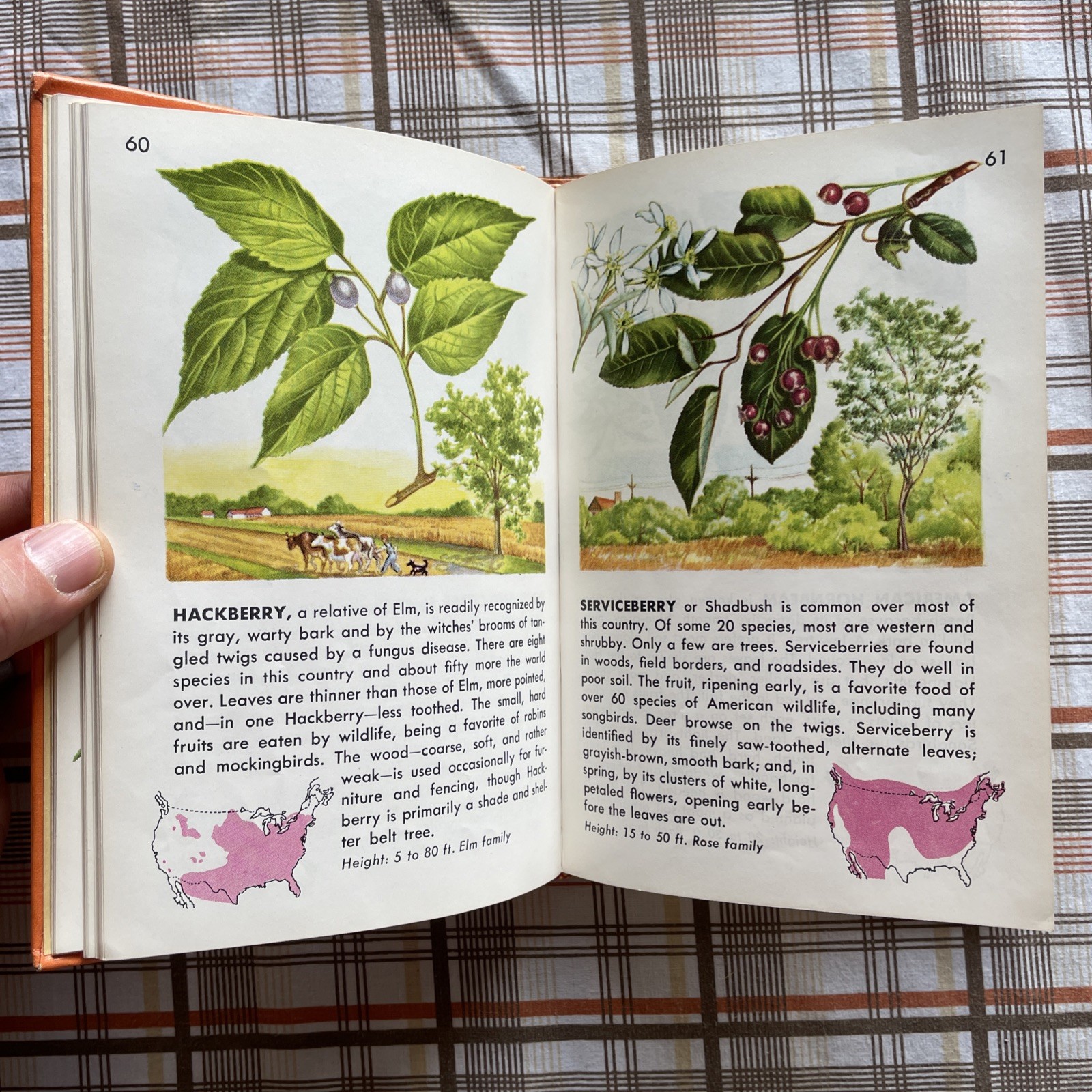 Trees: A Golden Nature Guide to Familiar American Trees (1956 Vintage Ex-Lib HC)