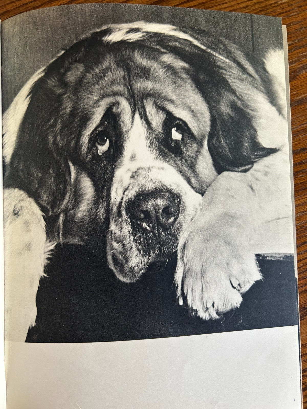 DOGS by Ylla THE 1930’S CREATIVE AGE PRESS