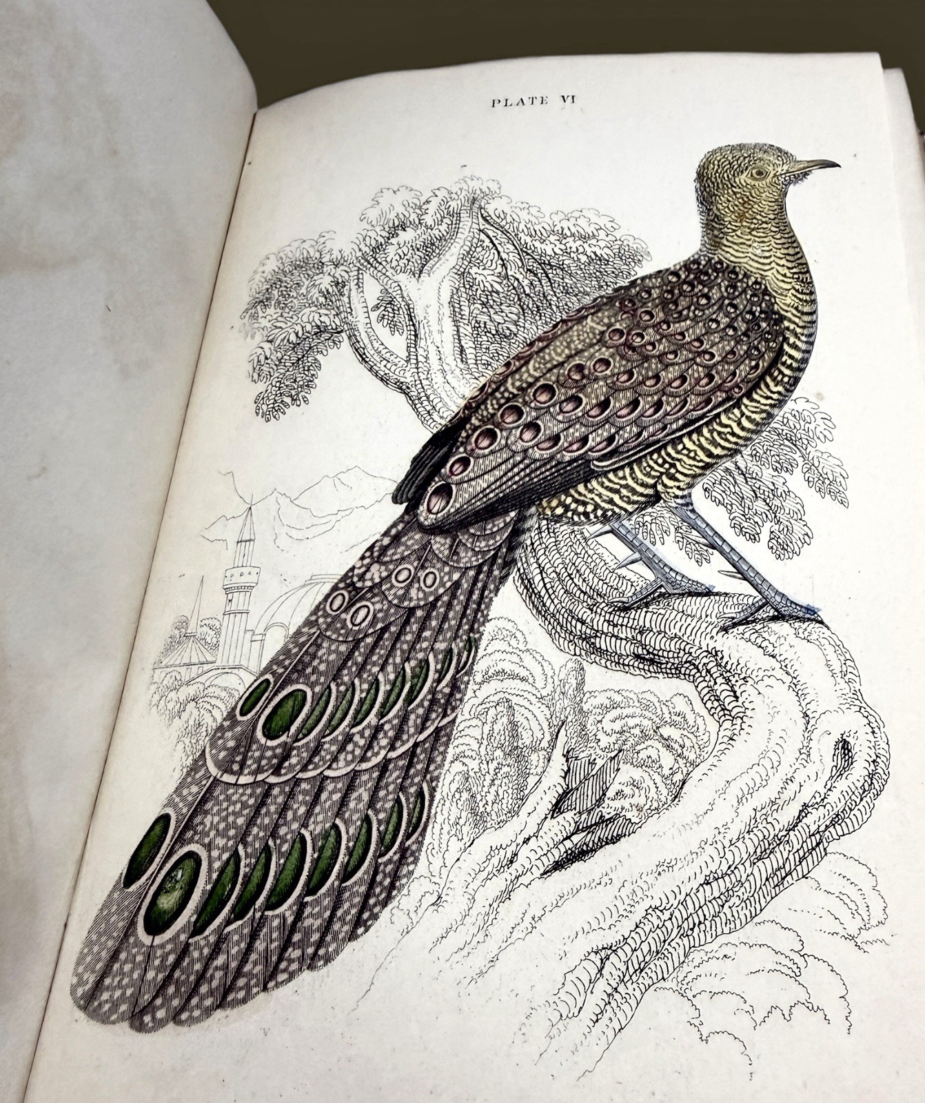 1834 Jardine Naturalist’s Library | Ornithology Vol XIV Hand-Colored Birds