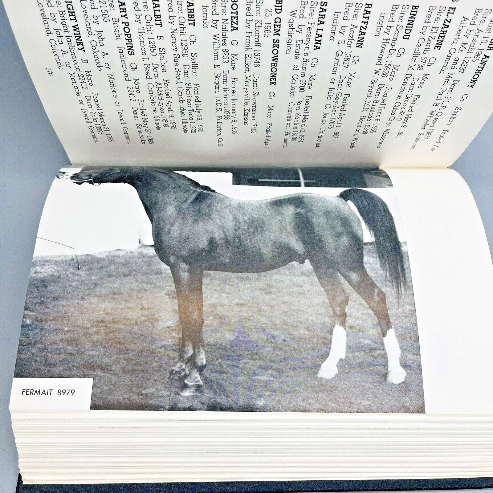 The Arabian Stud Book 1966 Hardback Volume XVI Lineage Progeny Tracking Registry